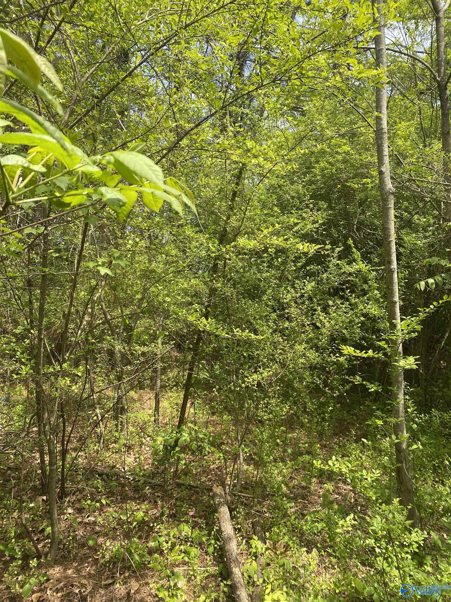 2323 Clayton Avenue, Gadsden, Alabama image 1