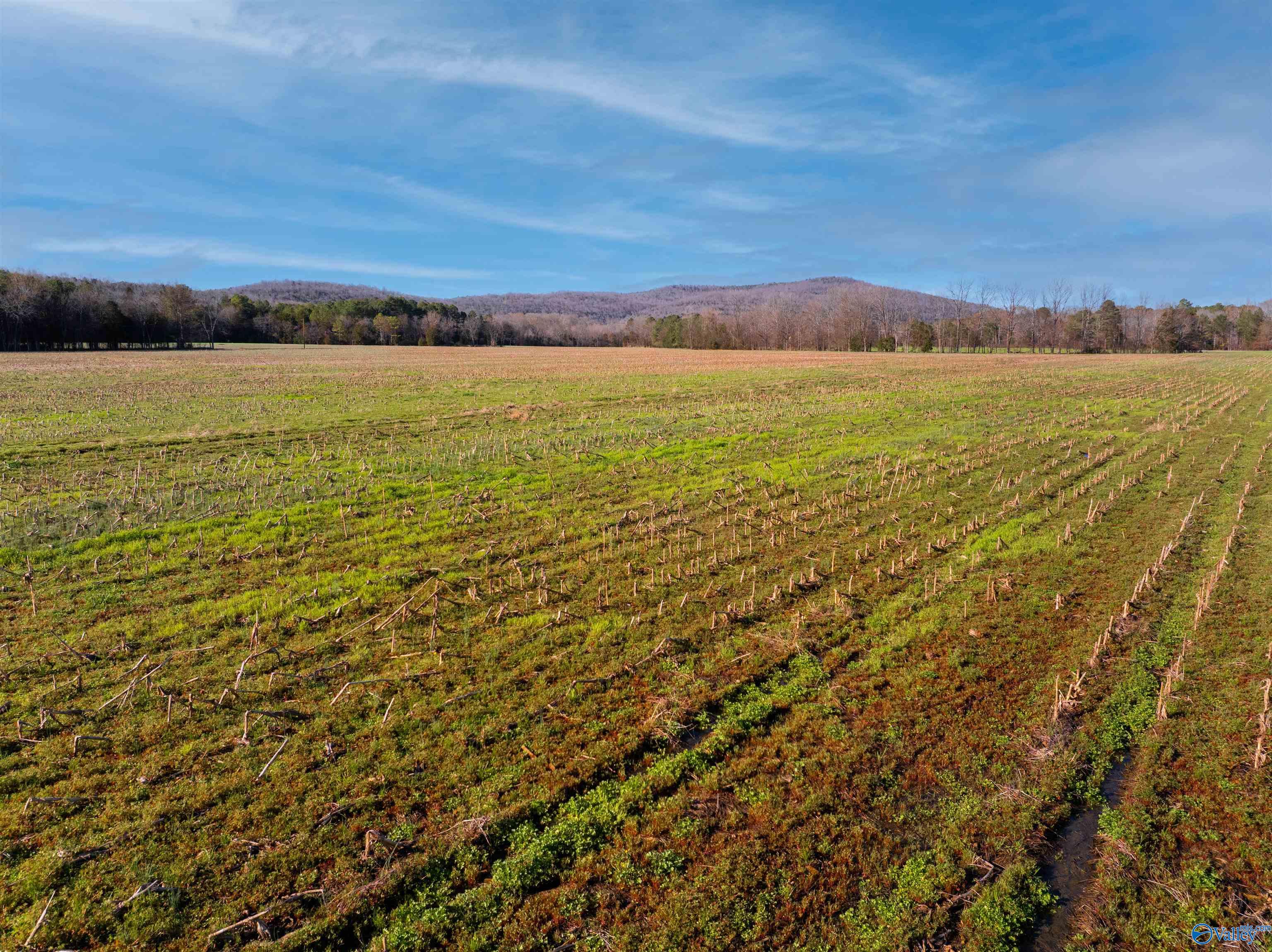 50 Acres Hurt Street, Hollywood, Alabama image 8