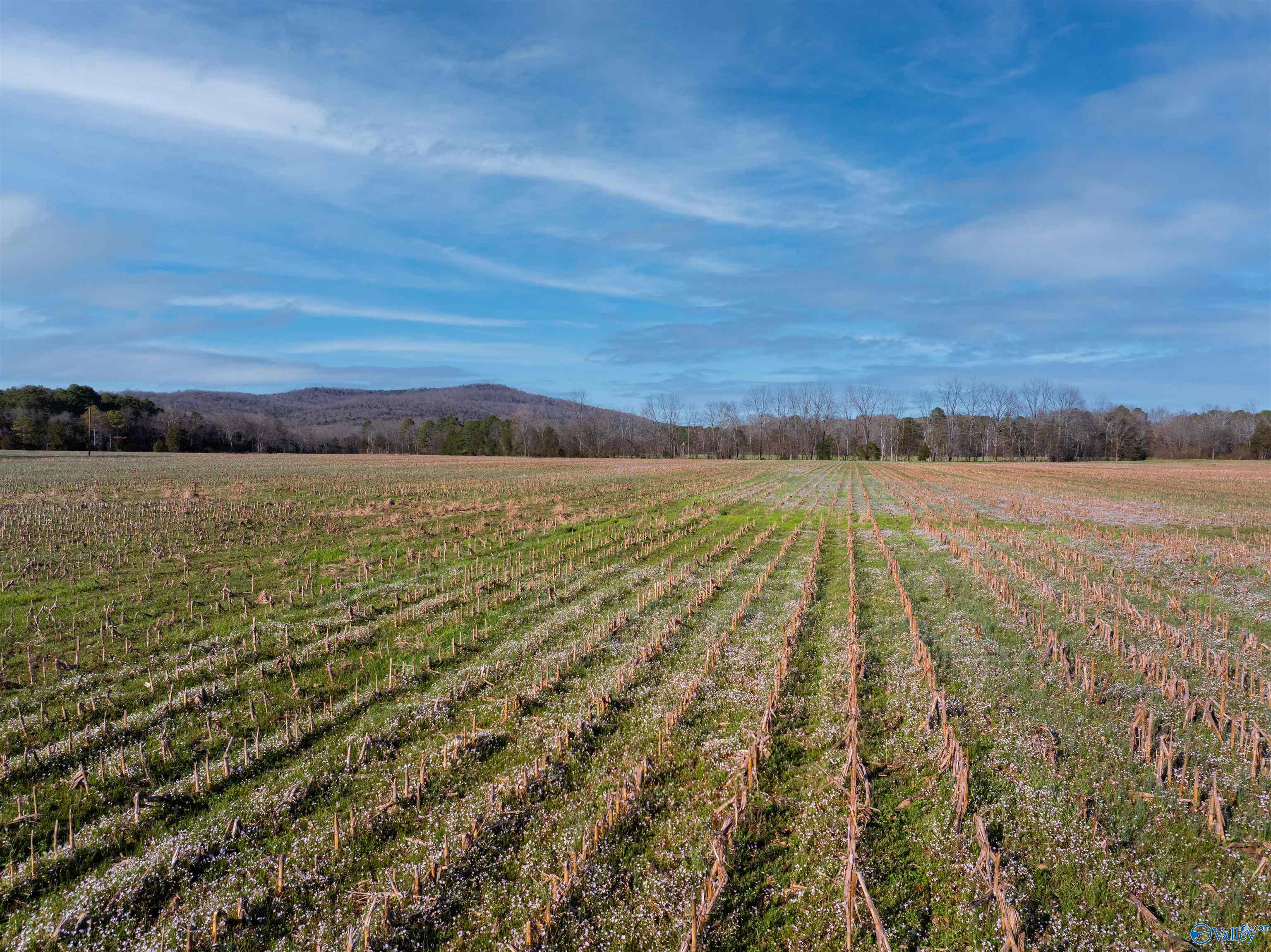 50 Acres Hurt Street, Hollywood, Alabama image 9