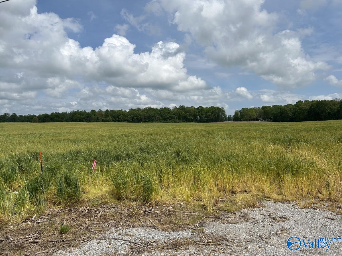 54 ACRES Hwy 207, Anderson, Alabama image 5
