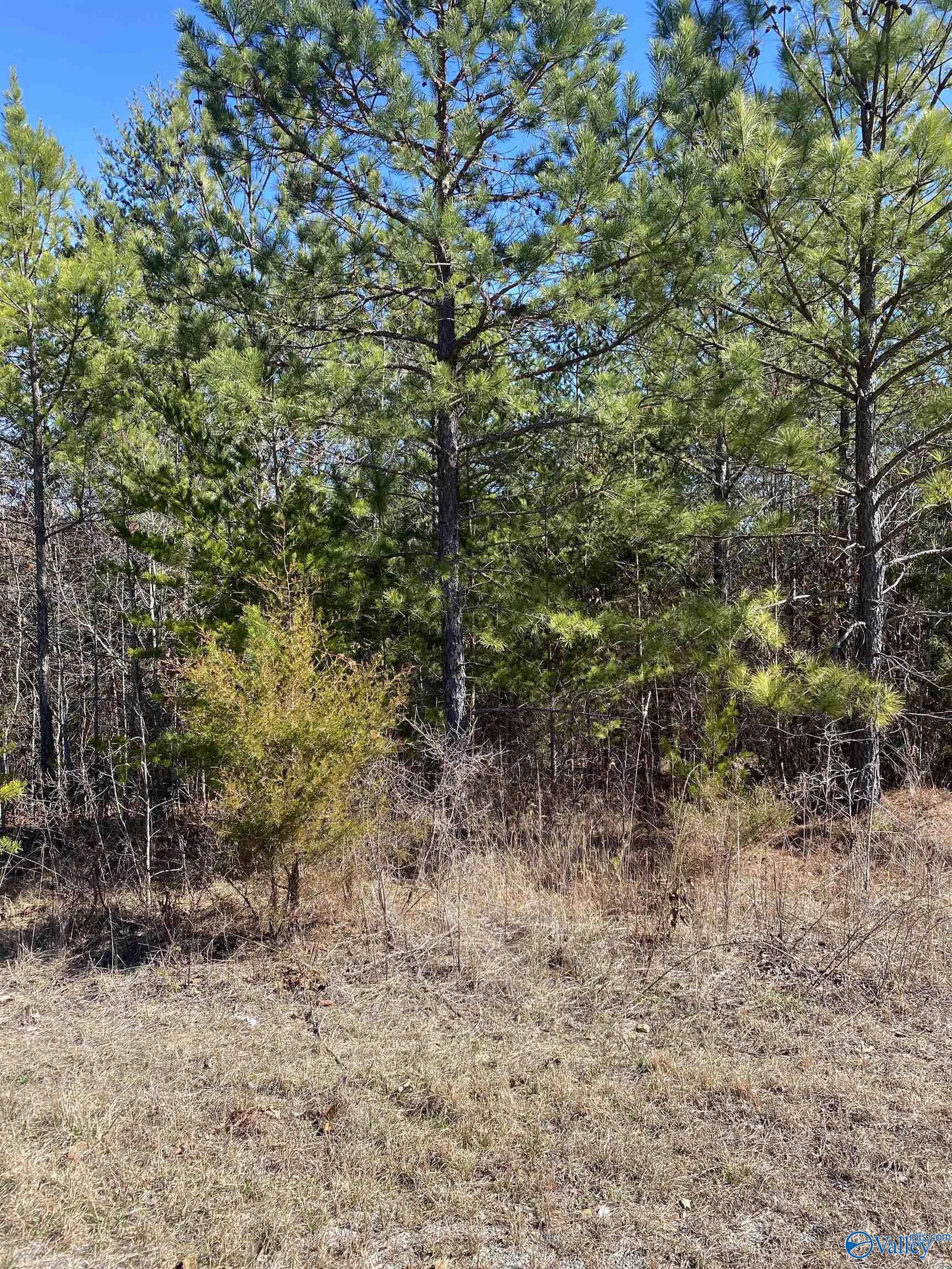 Lot 4 1st Add Alyson Avenue, Fort Payne, Alabama image 2