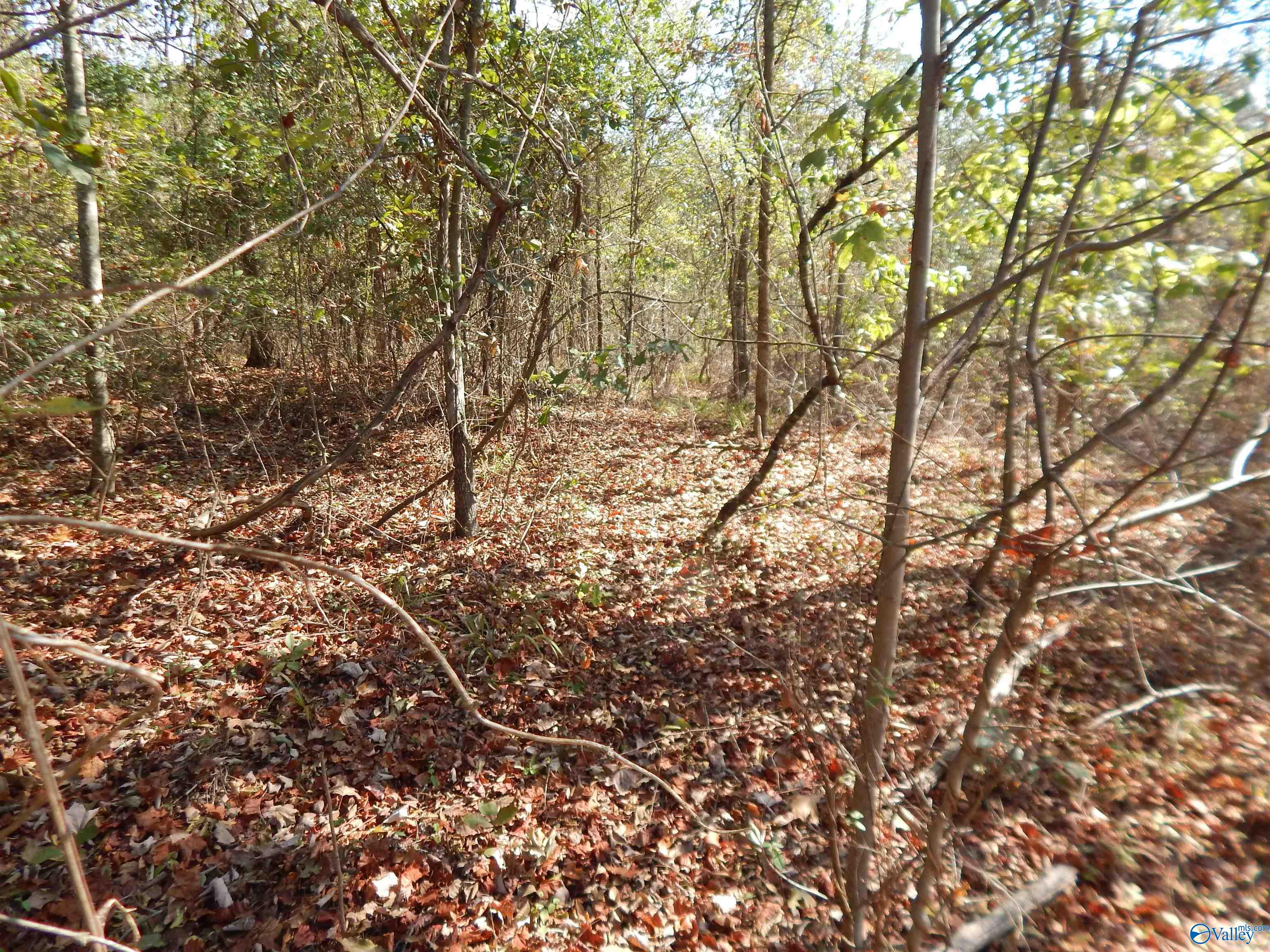 LOT 43 County Road 369, Fort Payne, Alabama image 8