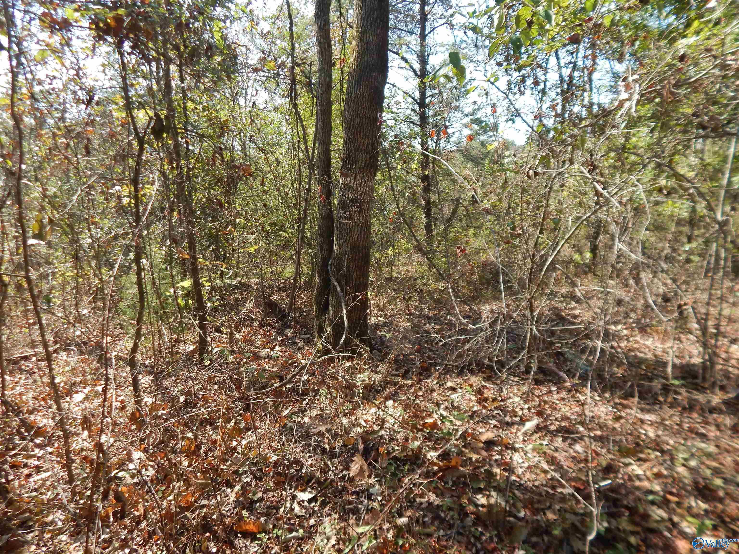 LOT 43 County Road 369, Fort Payne, Alabama image 6