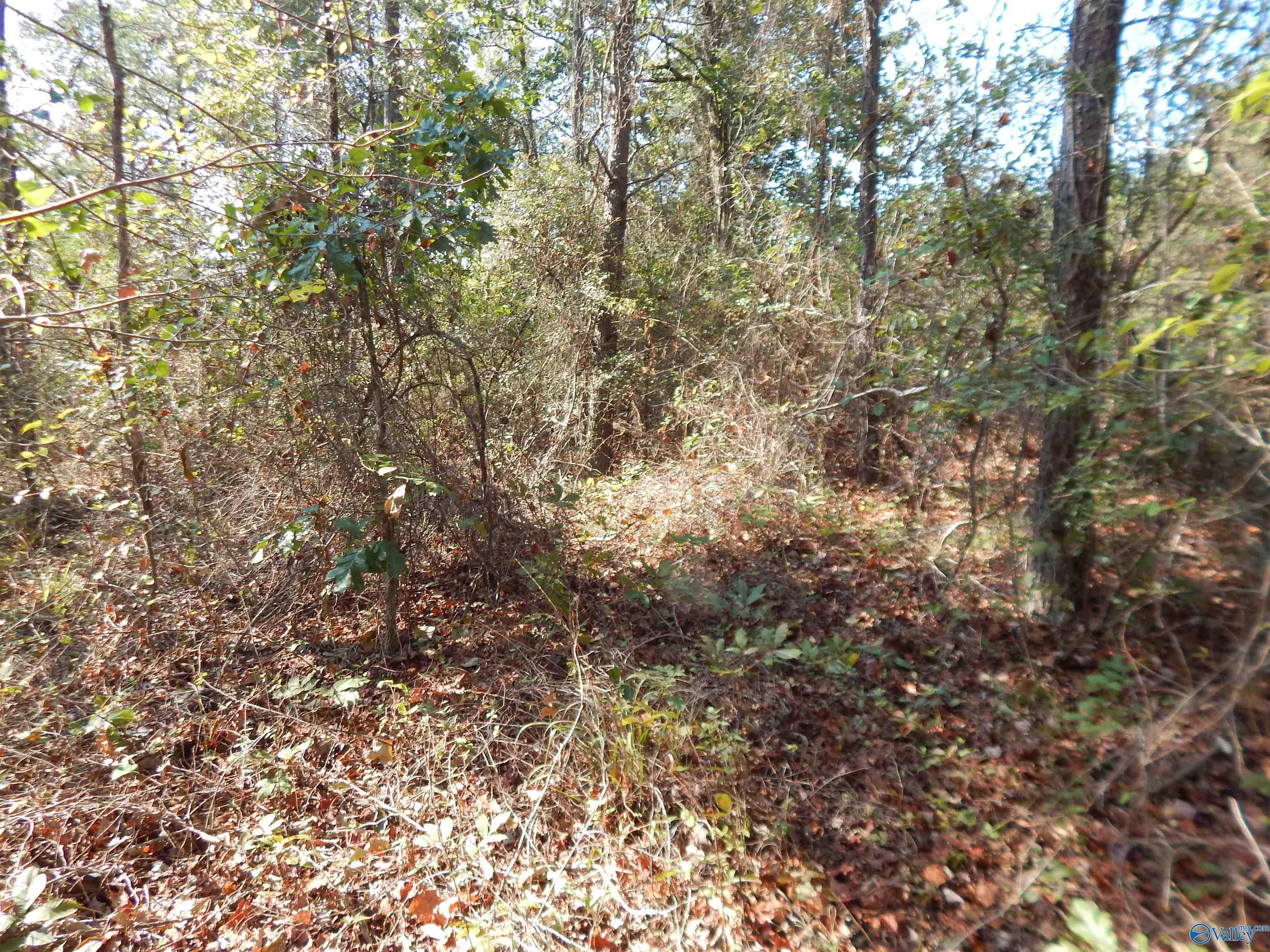 LOT 43 County Road 369, Fort Payne, Alabama image 4