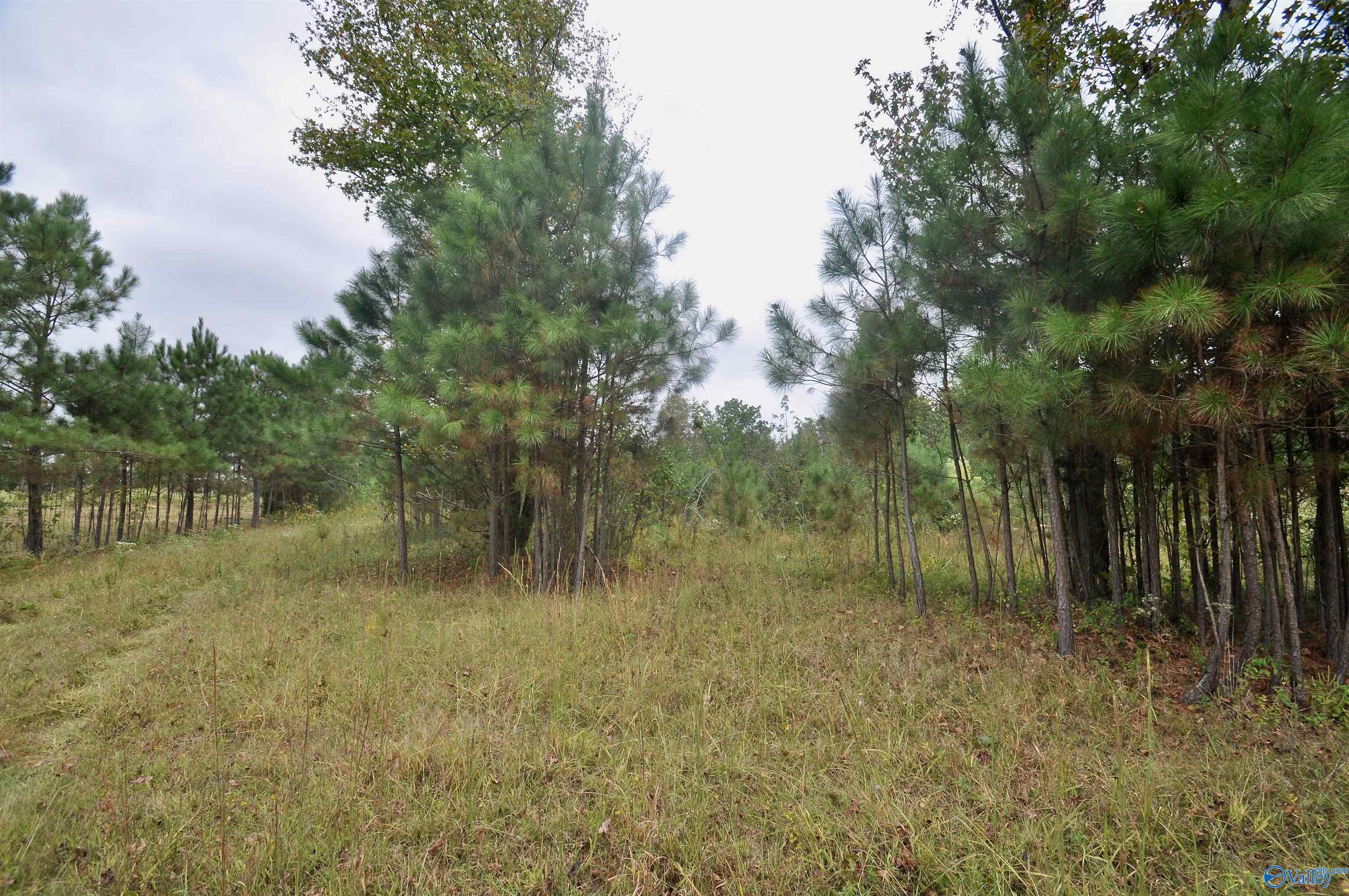 33 acres County Road 1101