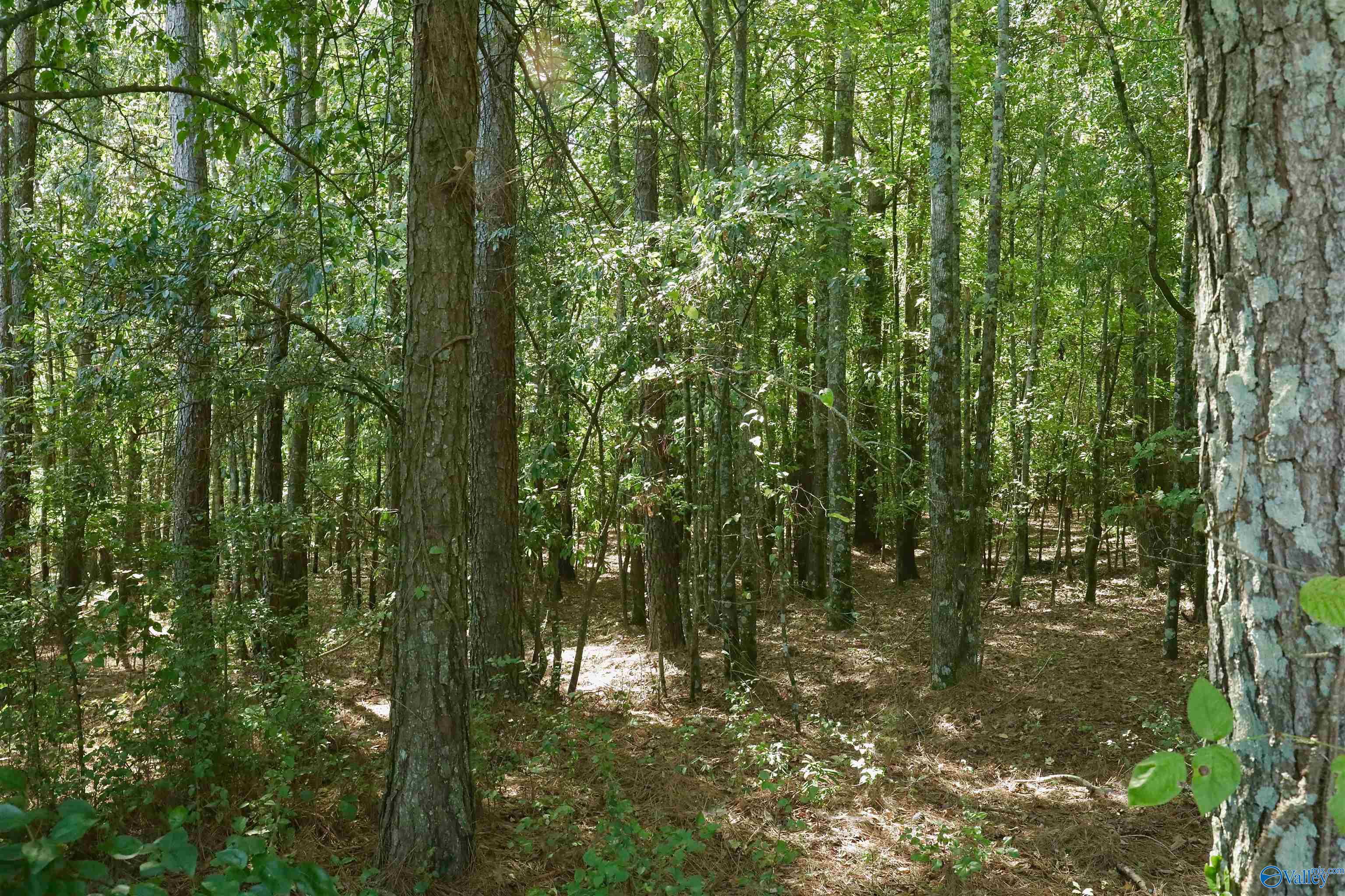 50 Acres Northwood Drive, Centre, Alabama image 10