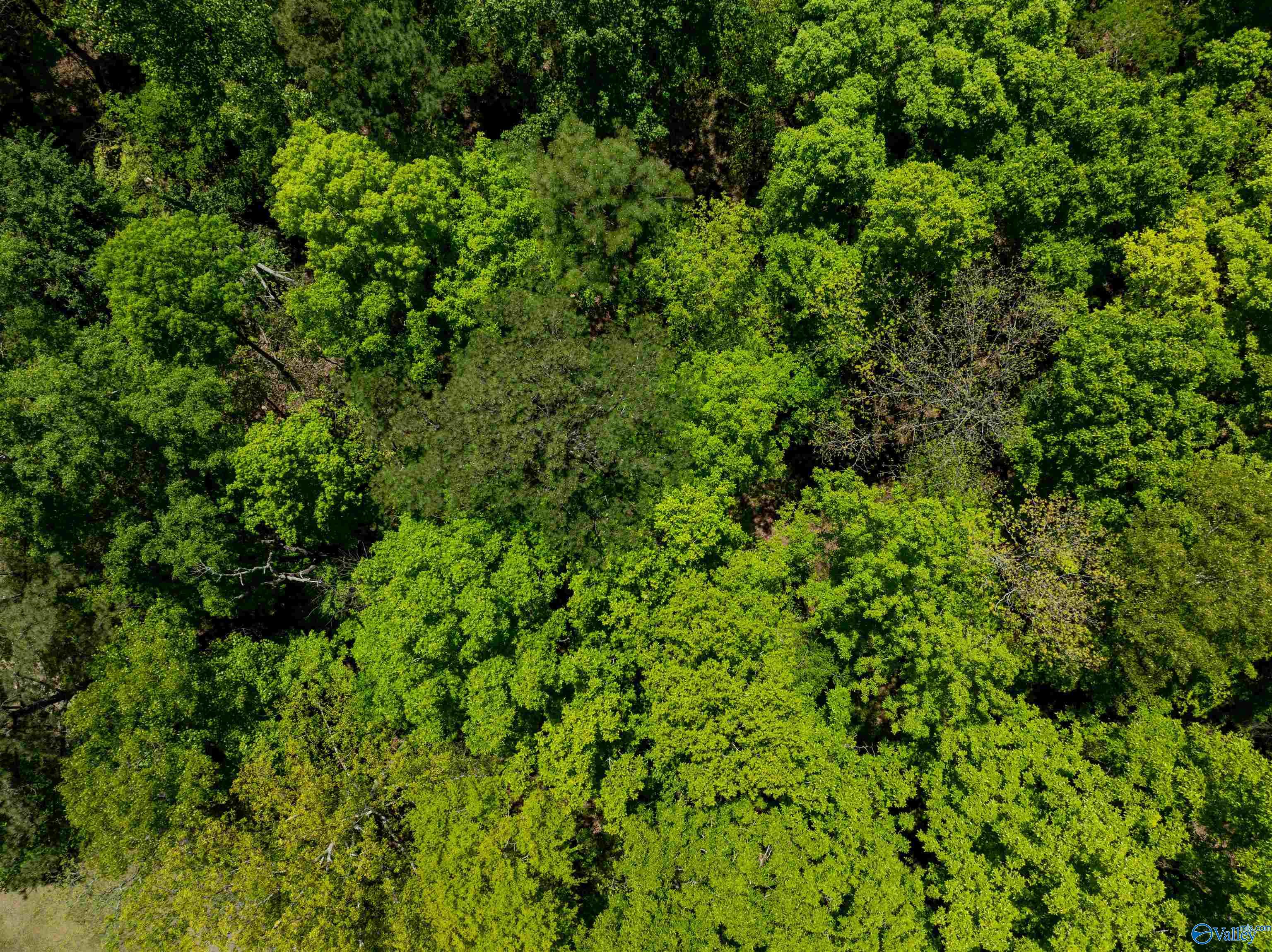 Lot 28 Prince Drive, Southside, Alabama image 10