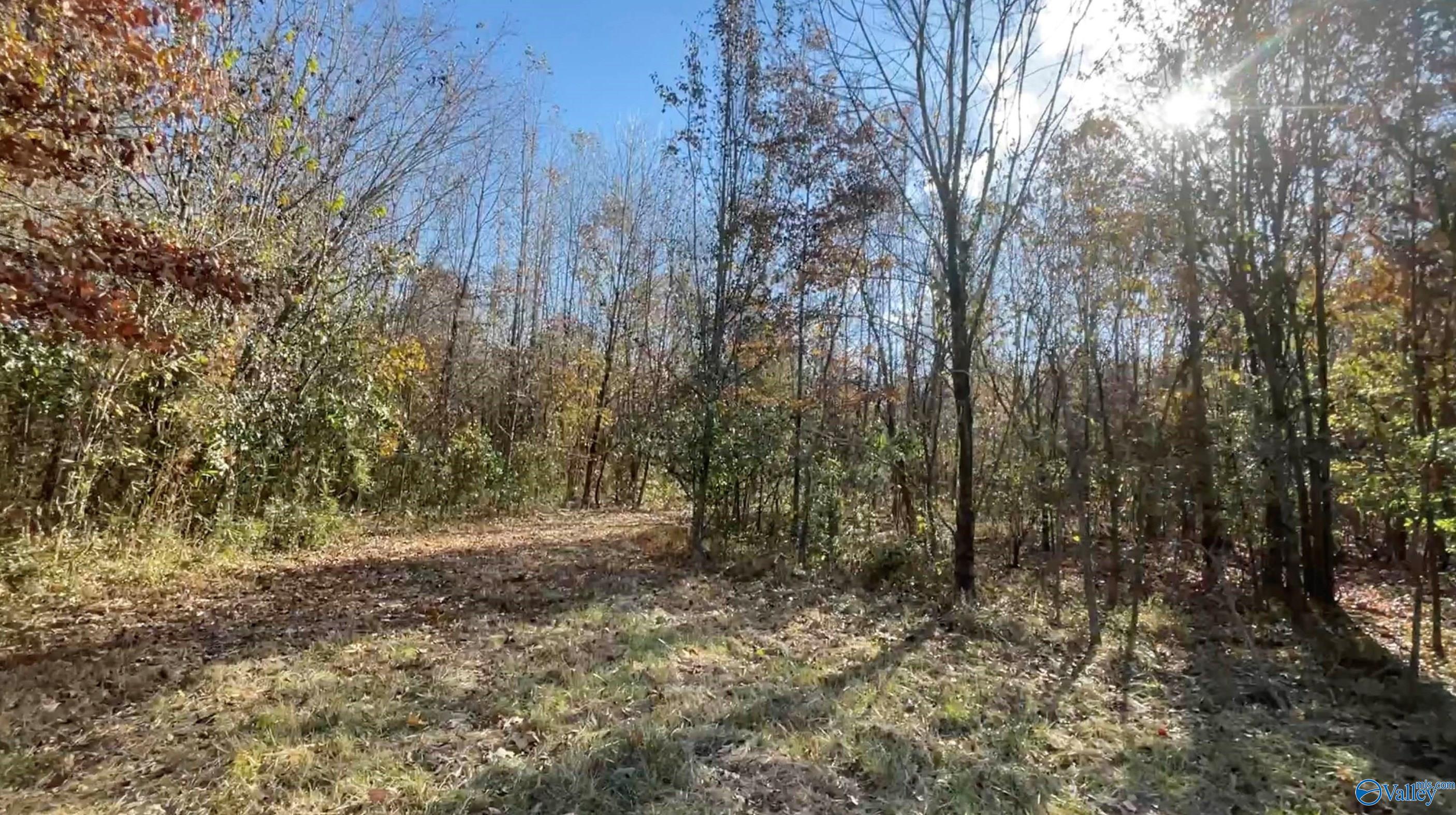 49 Acres County Road 56, Russellville, Alabama image 22