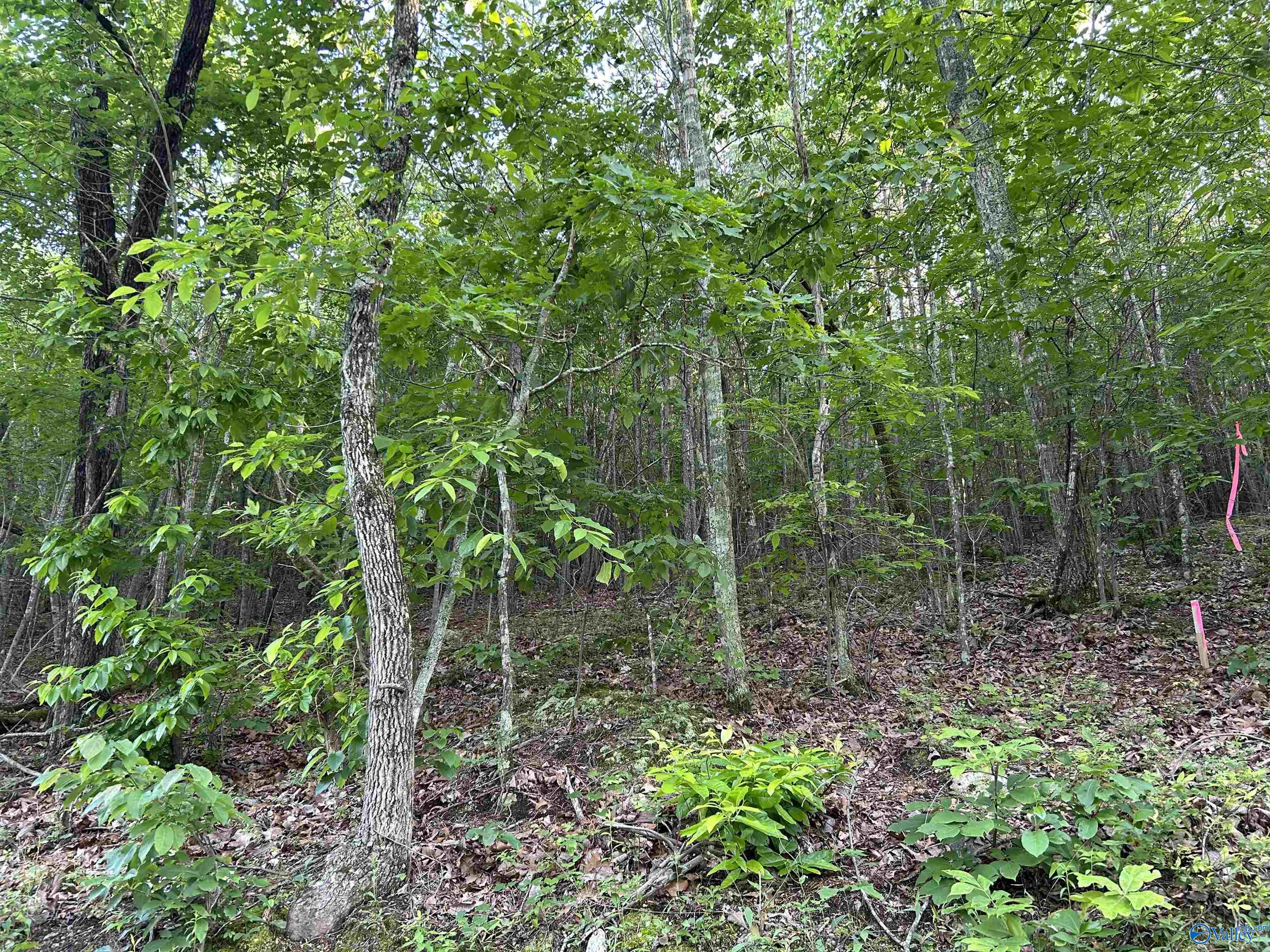 Lot 1 County Road 594, Leesburg, Alabama image 13