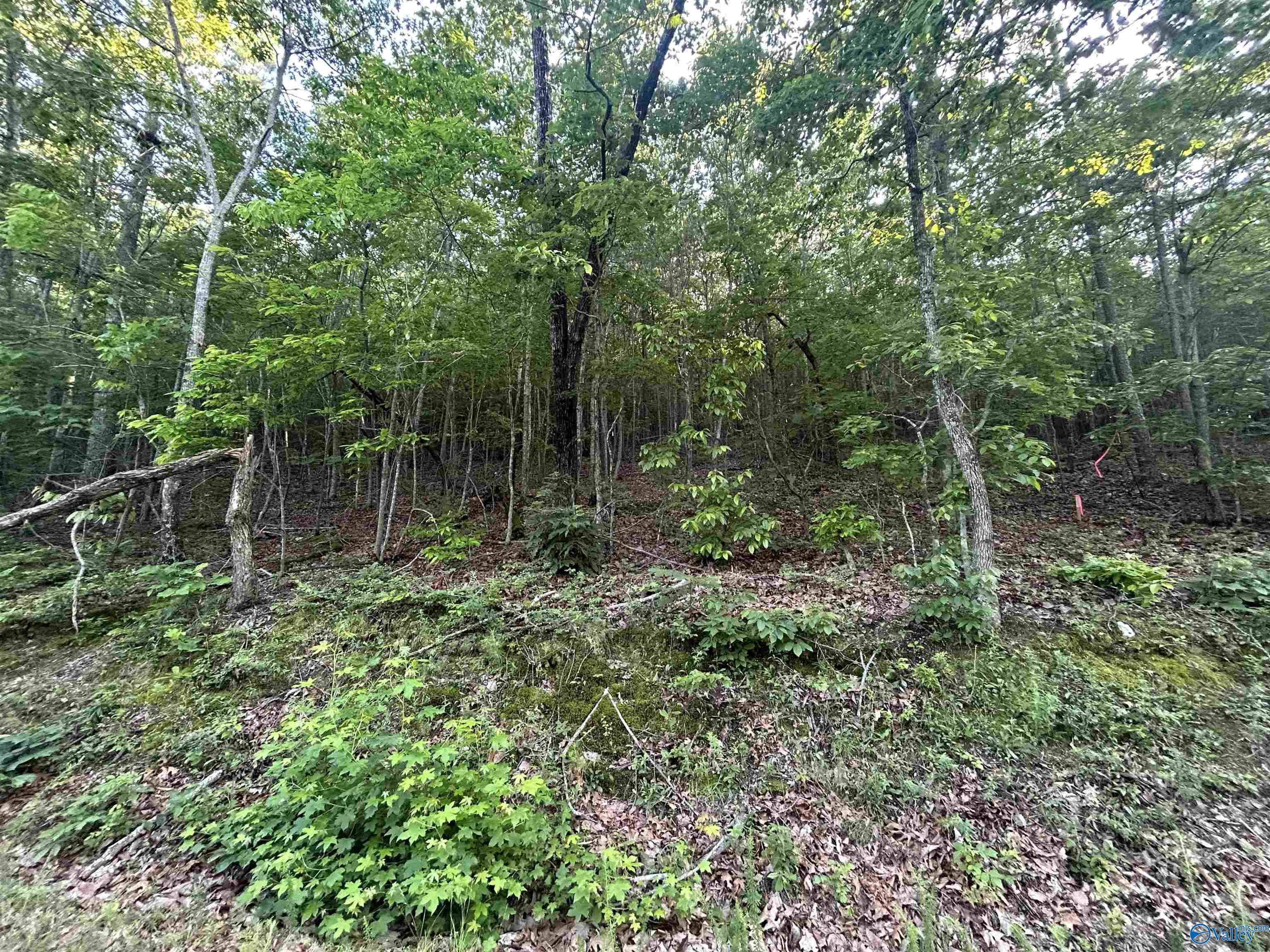 Lot 1 County Road 594, Leesburg, Alabama image 12