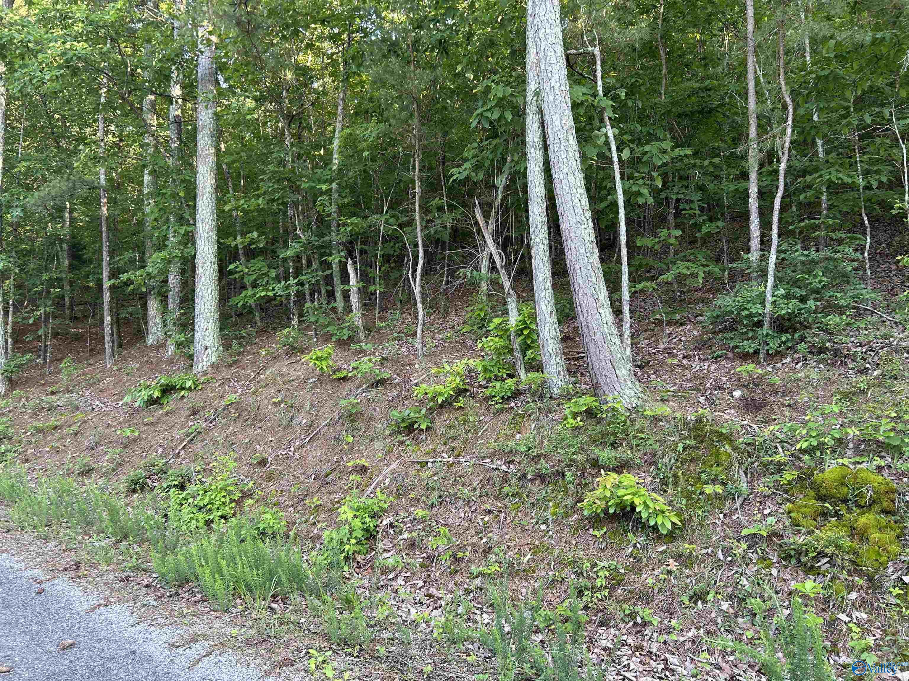 Lot 1 County Road 594, Leesburg, Alabama image 9