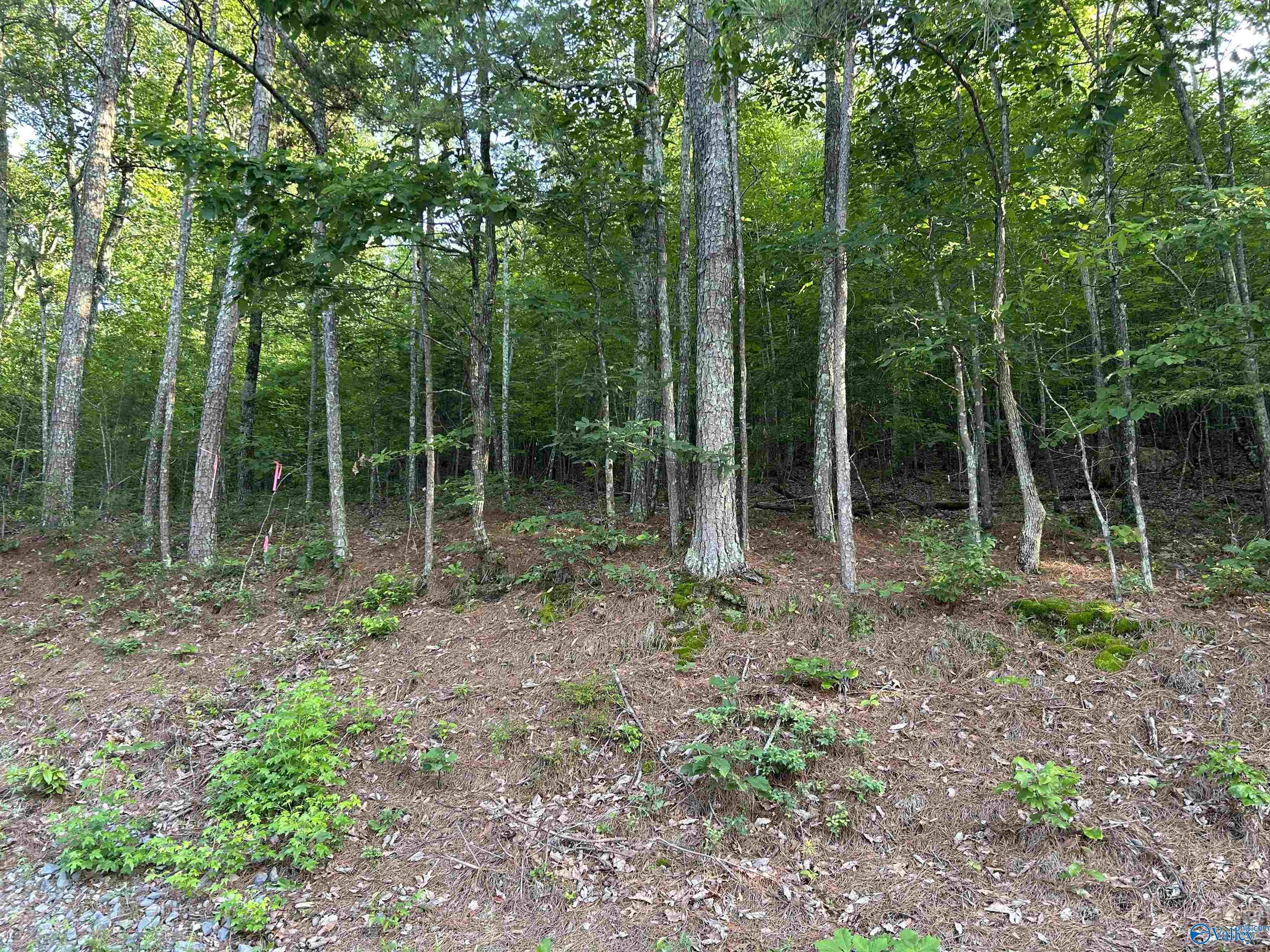 Lot 1 County Road 594, Leesburg, Alabama image 7