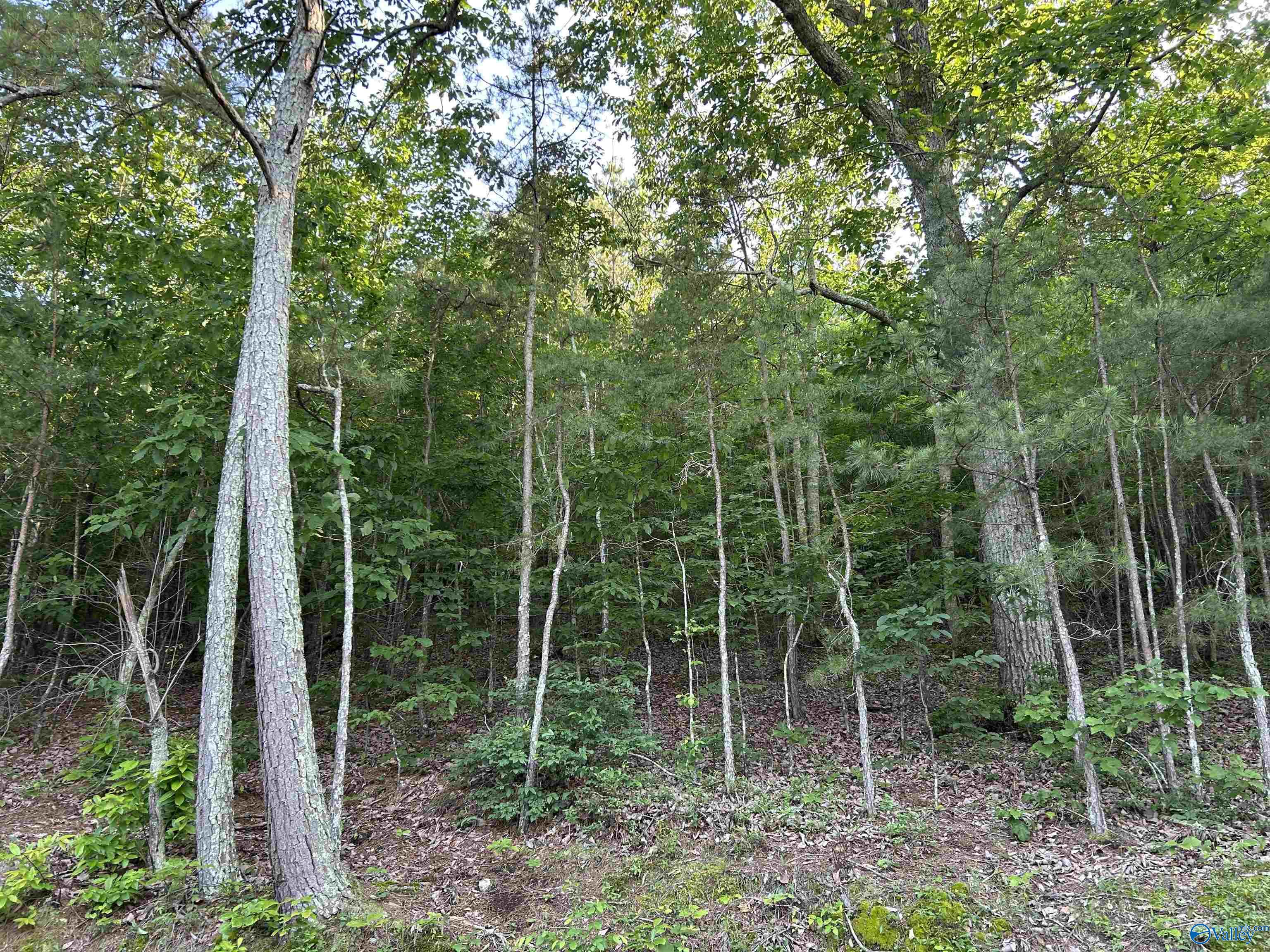 Lot 1 County Road 594, Leesburg, Alabama image 8
