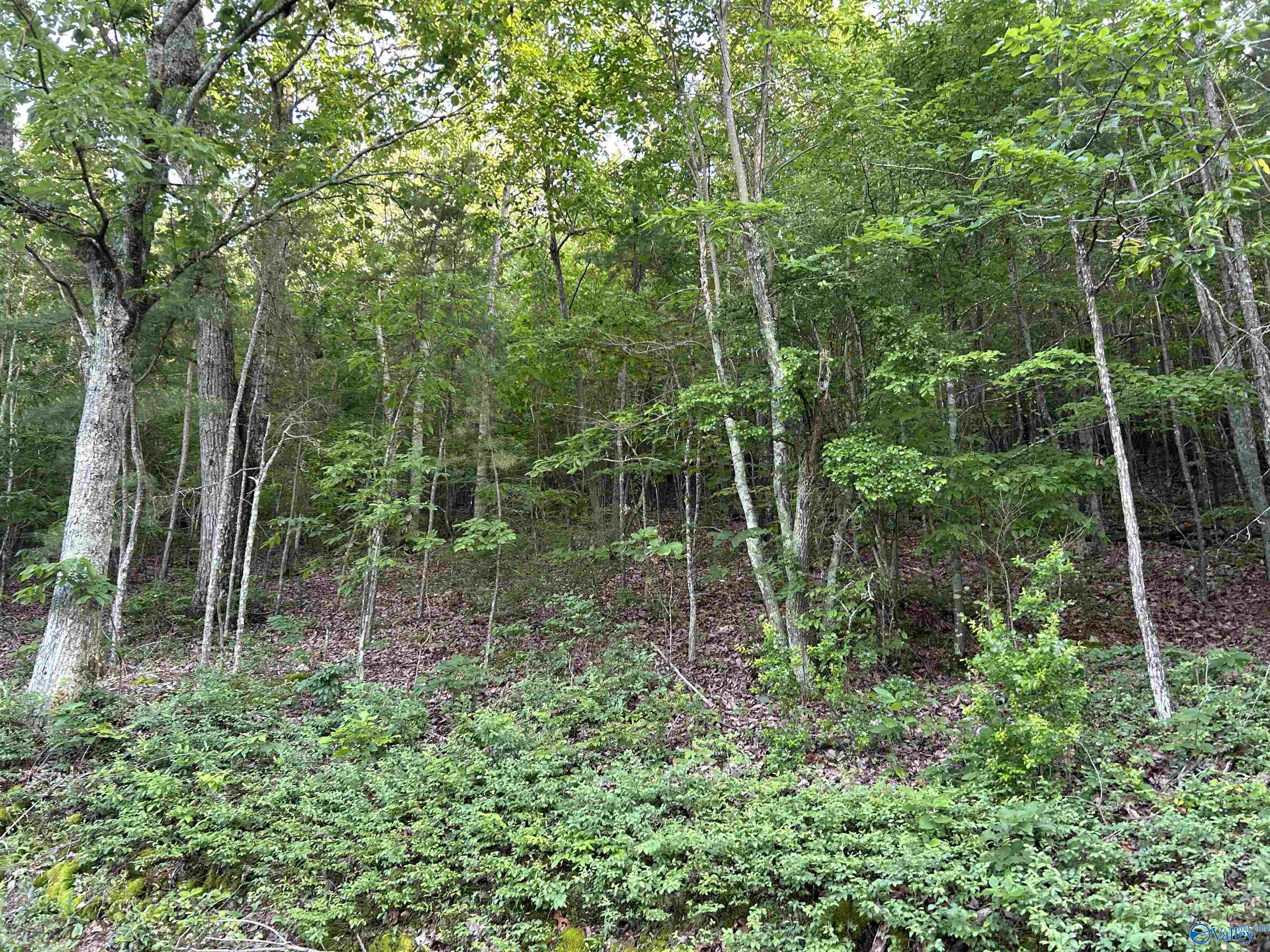 Lot 1 County Road 594, Leesburg, Alabama image 10