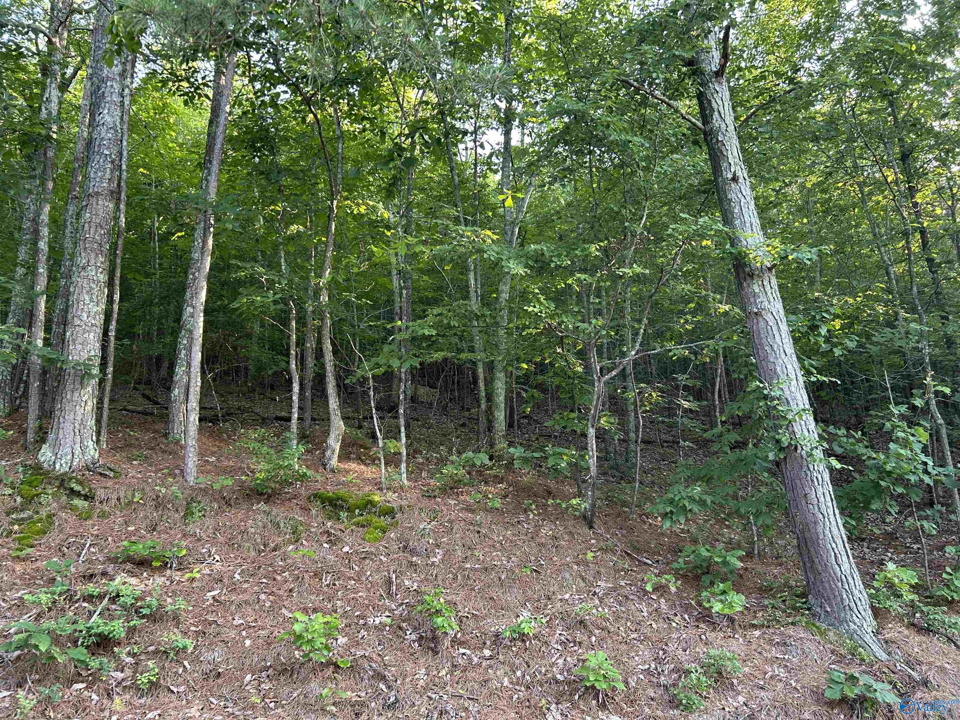 Lot 1 County Road 594, Leesburg, Alabama image 6