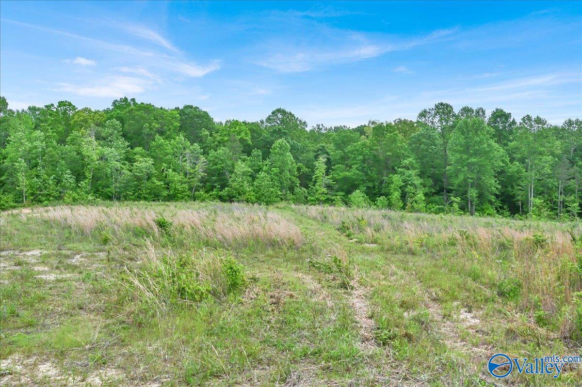 40 Acres County Road 1208, Vinemont, Alabama image 9