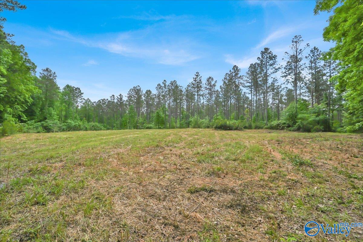 40 Acres County Road 1208, Vinemont, Alabama image 3