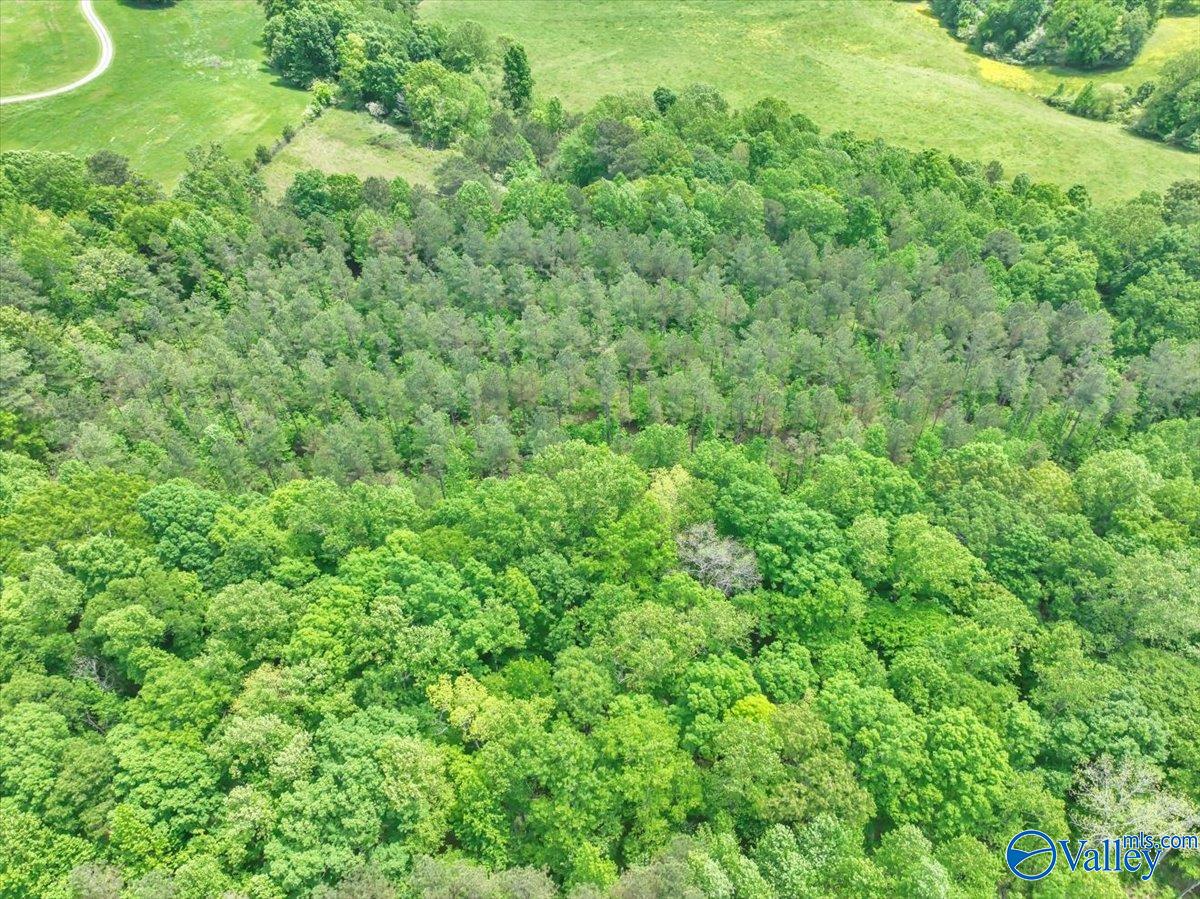 40 Acres County Road 1208, Vinemont, Alabama image 26