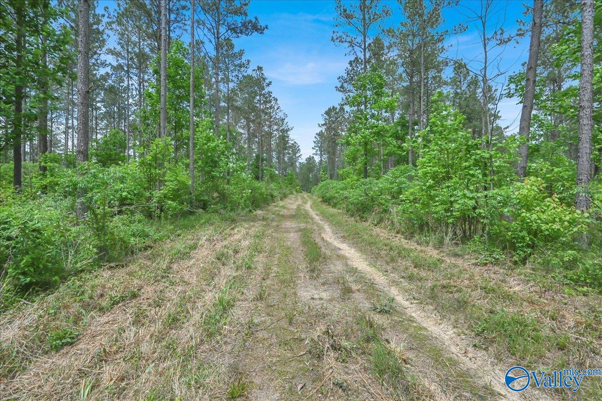 40 Acres County Road 1208, Vinemont, Alabama image 18
