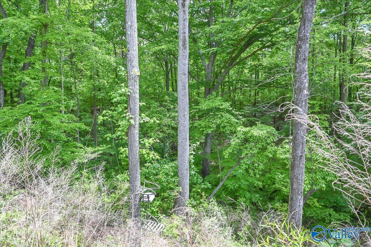 40 Acres County Road 1208, Vinemont, Alabama image 15