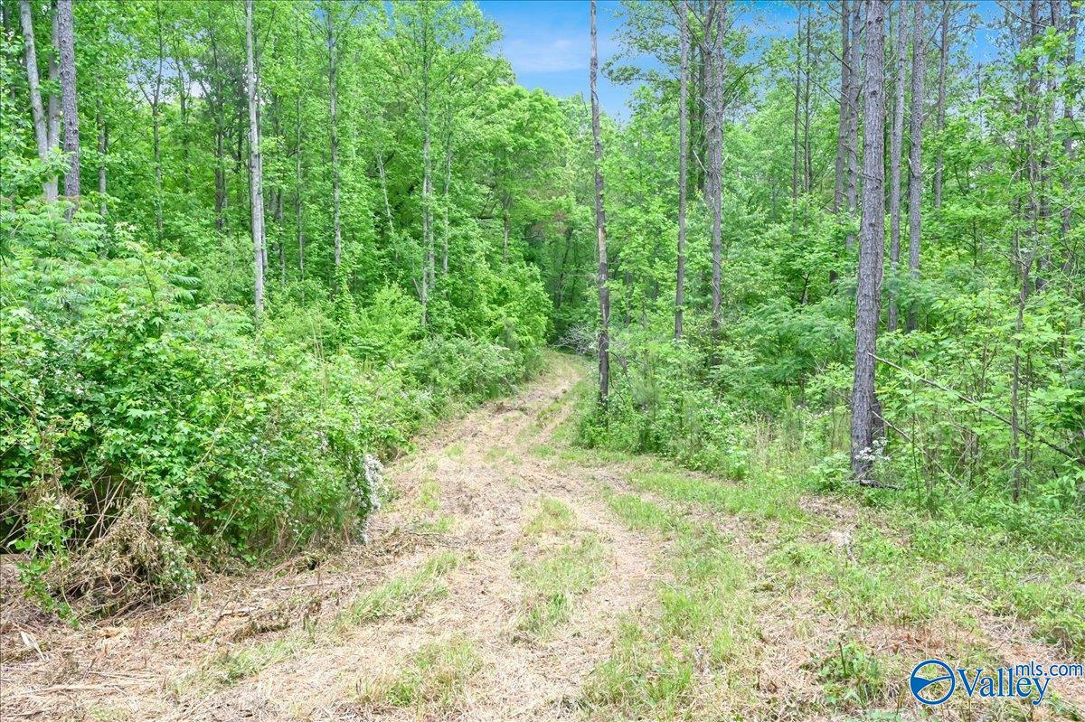 40 Acres County Road 1208, Vinemont, Alabama image 17
