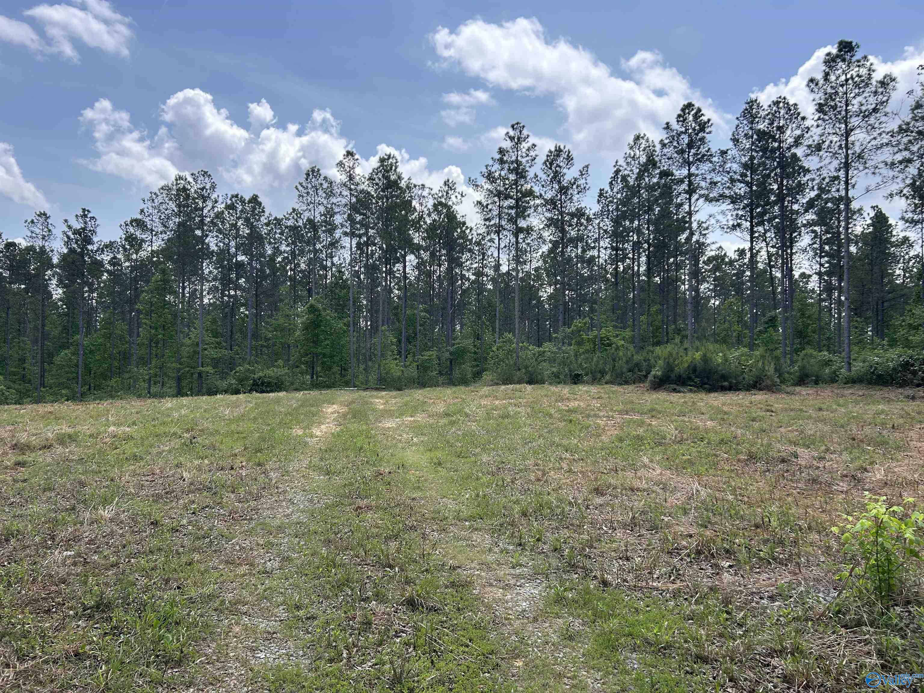 40 Acres County Road 1208, Vinemont, Alabama image 1