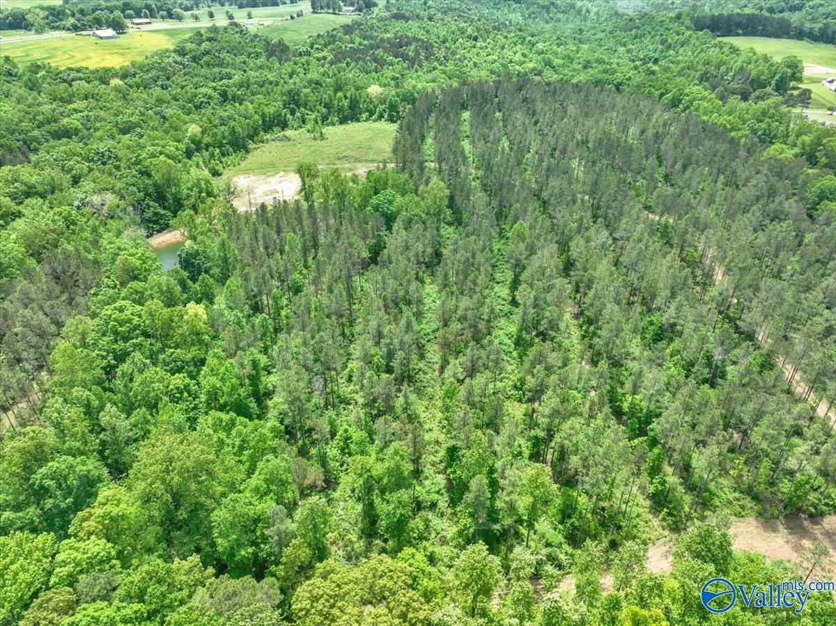 40 Acres County Road 1208, Vinemont, Alabama image 22