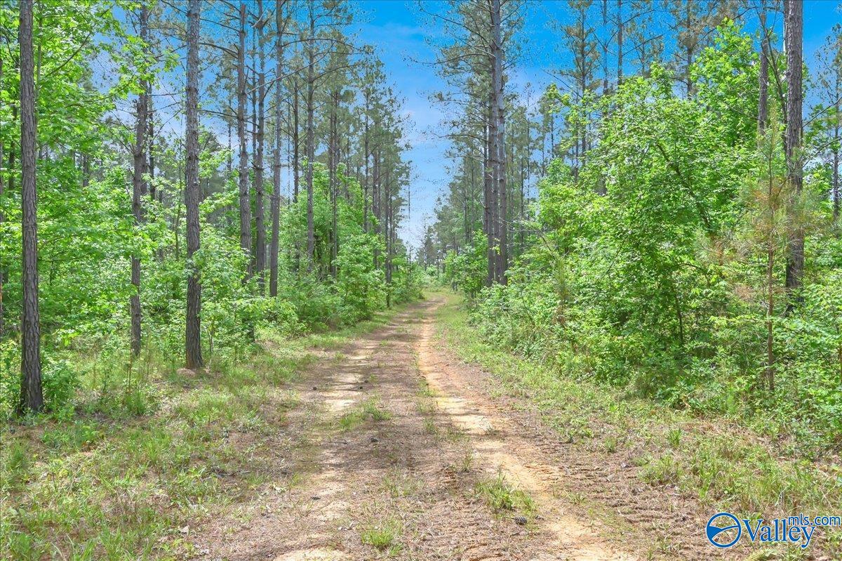 40 Acres County Road 1208, Vinemont, Alabama image 7