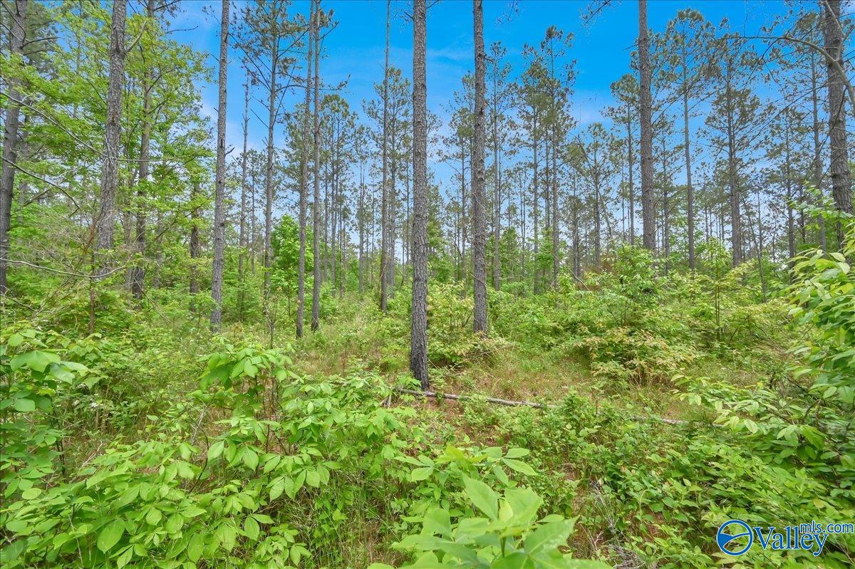 40 Acres County Road 1208, Vinemont, Alabama image 19