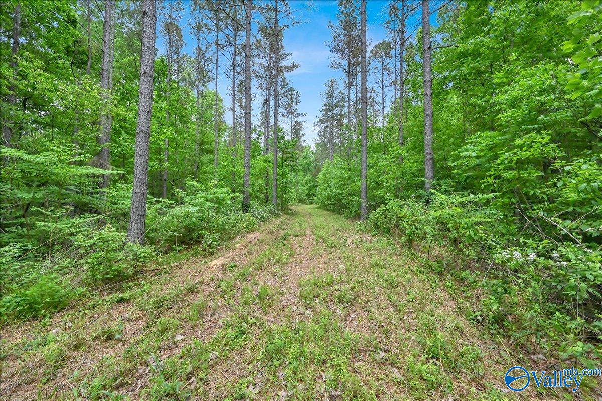 40 Acres County Road 1208, Vinemont, Alabama image 14