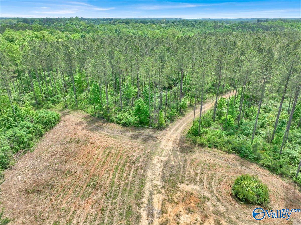 40 Acres County Road 1208, Vinemont, Alabama image 20