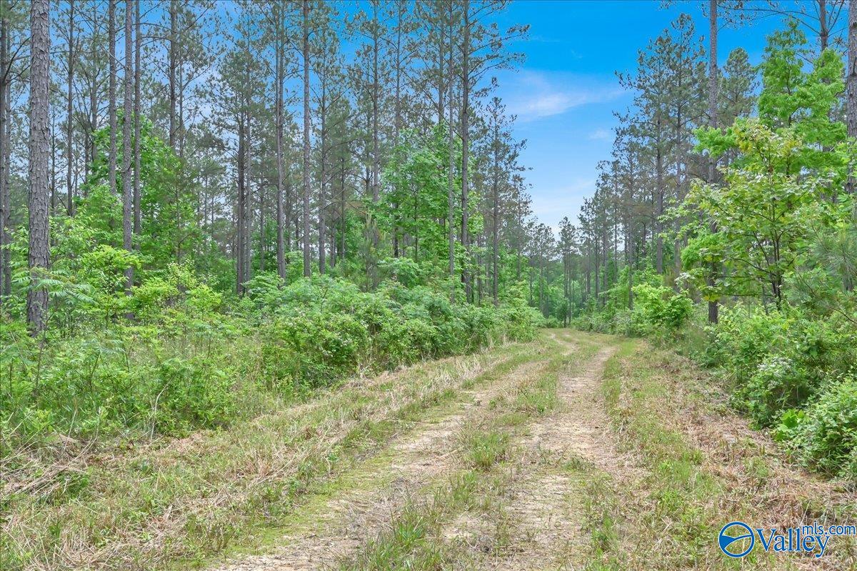 40 Acres County Road 1208, Vinemont, Alabama image 8