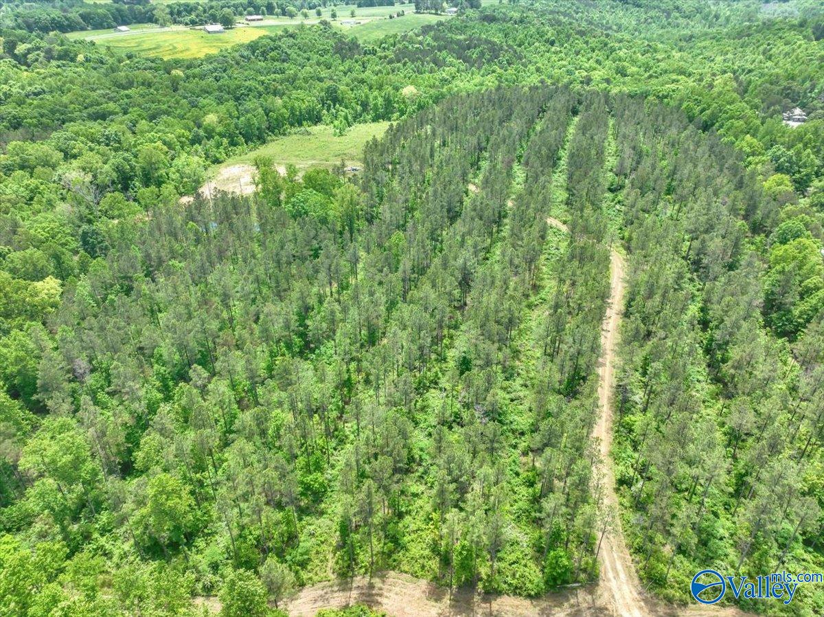 40 Acres County Road 1208, Vinemont, Alabama image 21
