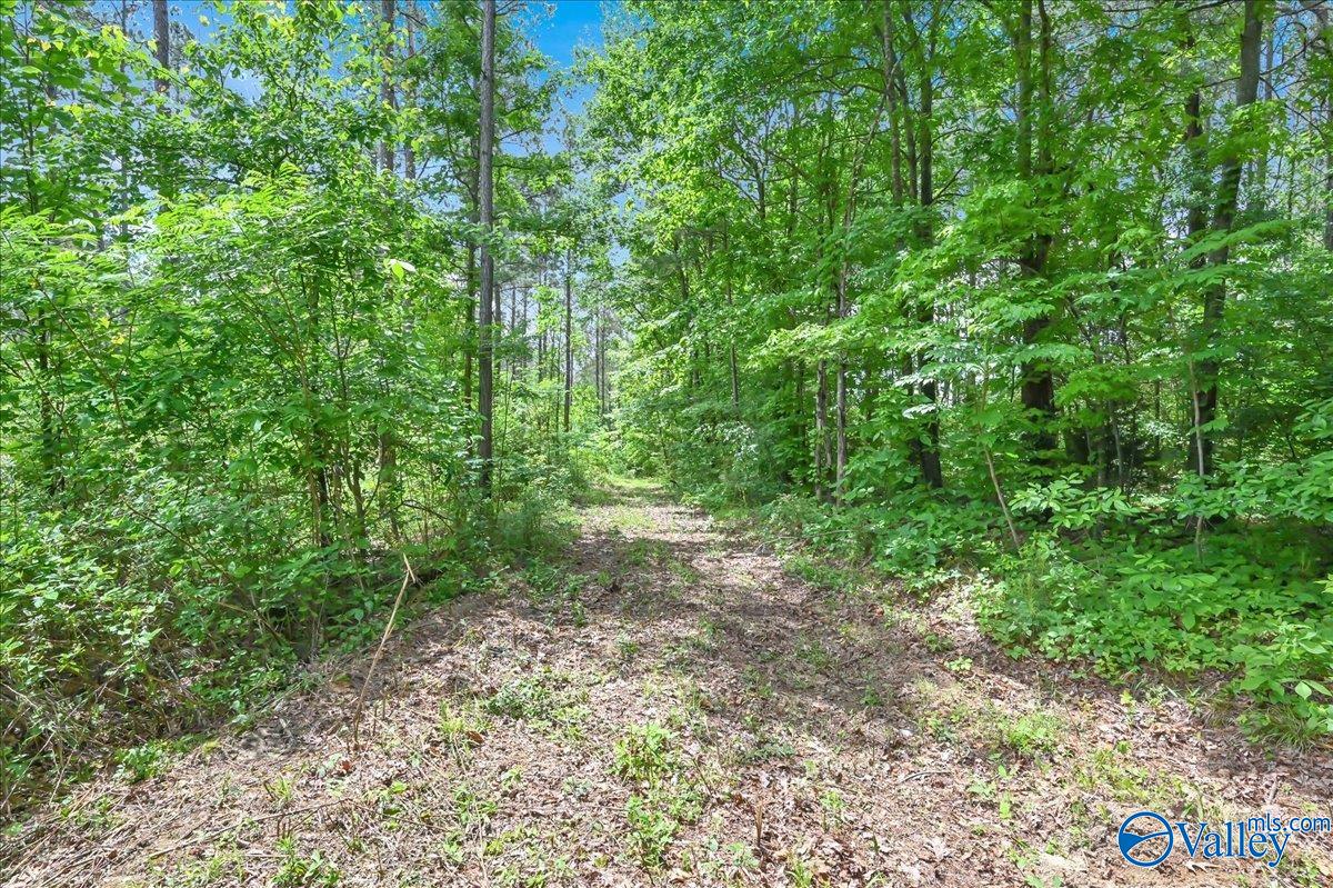 40 Acres County Road 1208, Vinemont, Alabama image 13