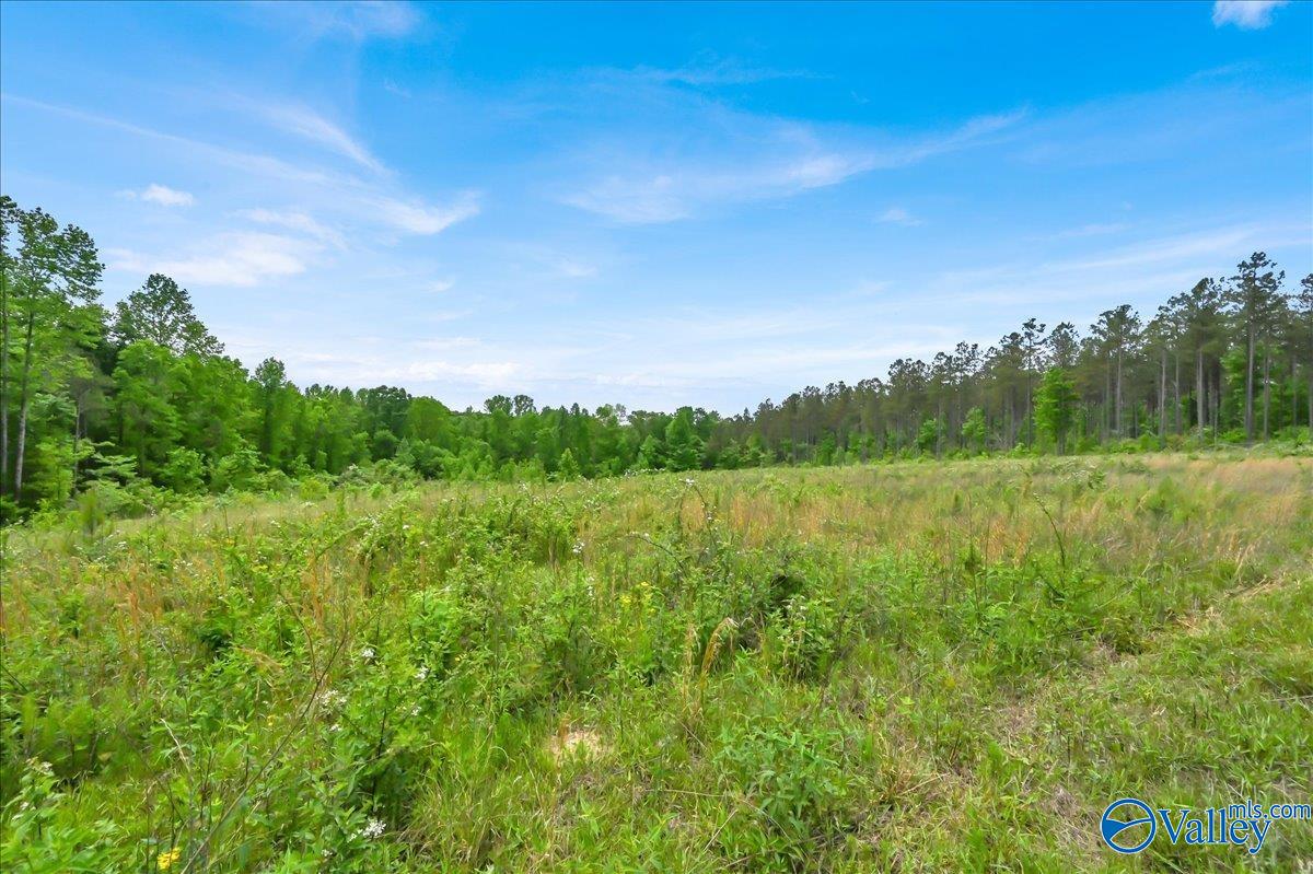 40 Acres County Road 1208, Vinemont, Alabama image 16