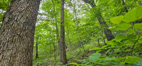Vacant Land For Sale - 6+/- ACRES County Road 250<br/> Scottsboro, AL 35768