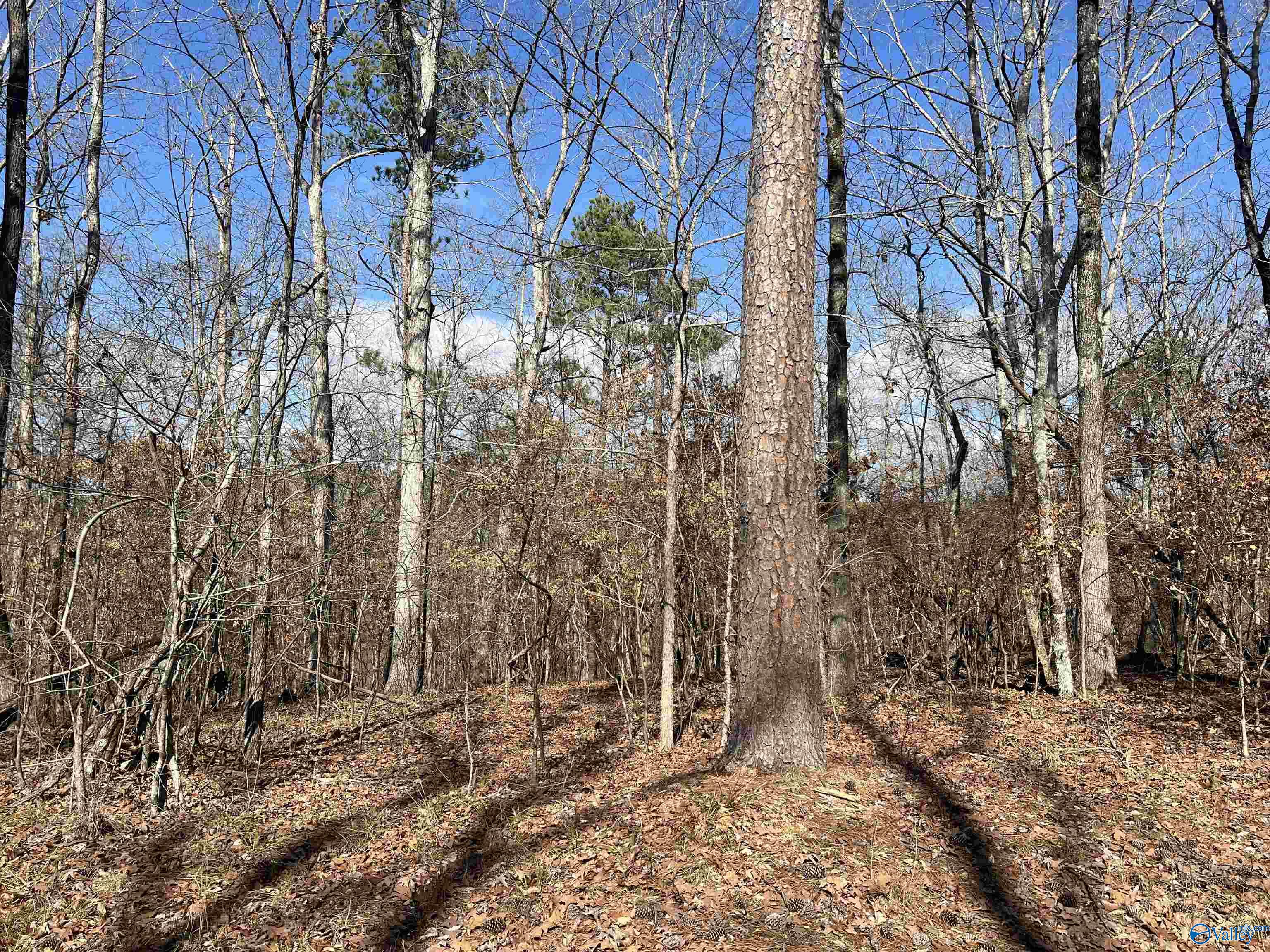 Lot 17 County Road 620, Cedar Bluff, Alabama image 3