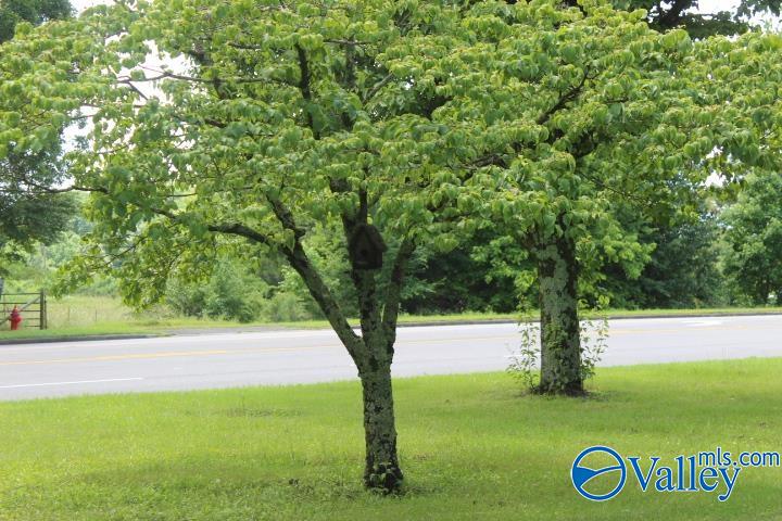 1280 Main Street West St, Rainsville, Alabama image 10