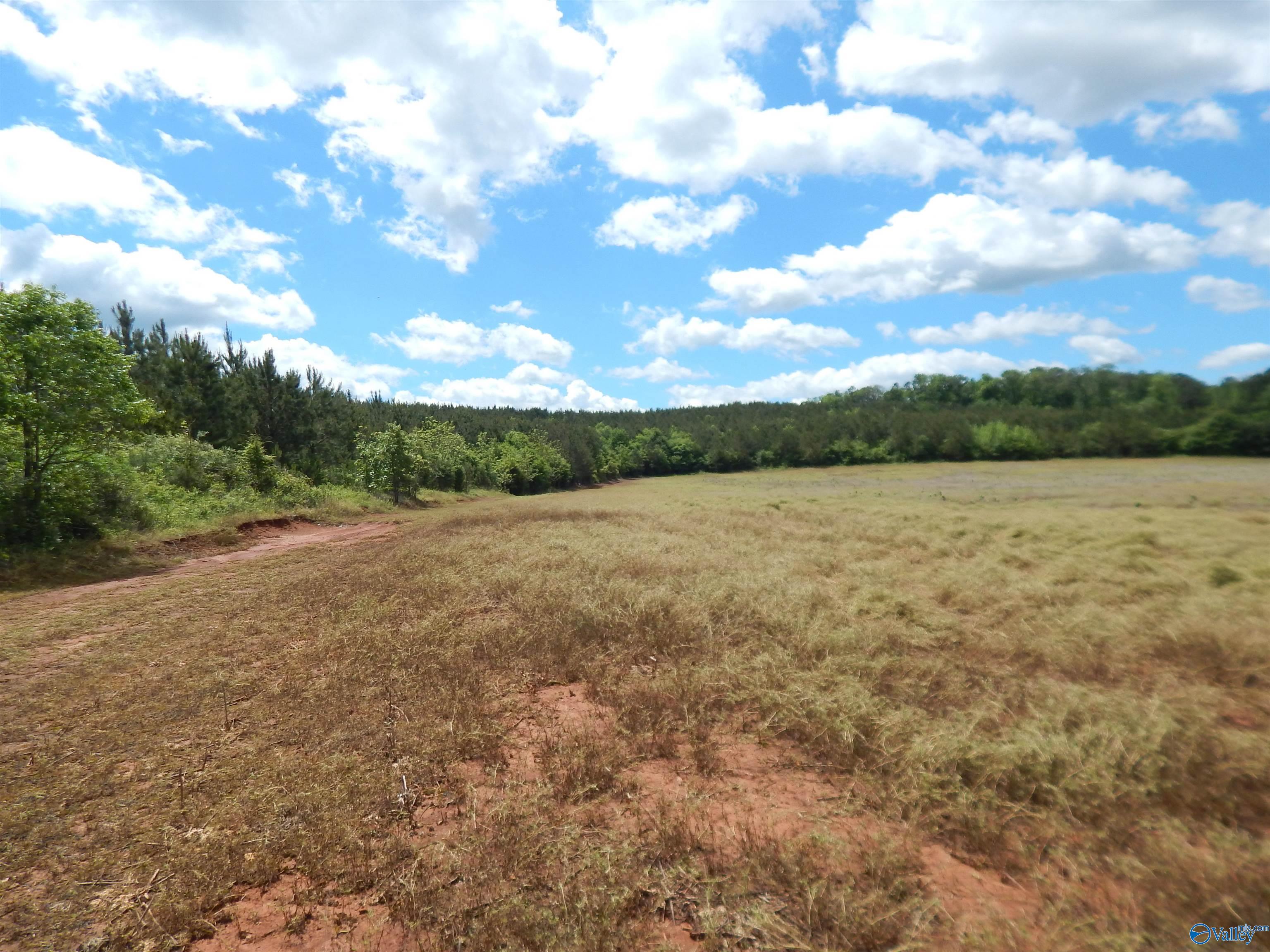 40 Acres County Road 29, Piedmont, Alabama image 3
