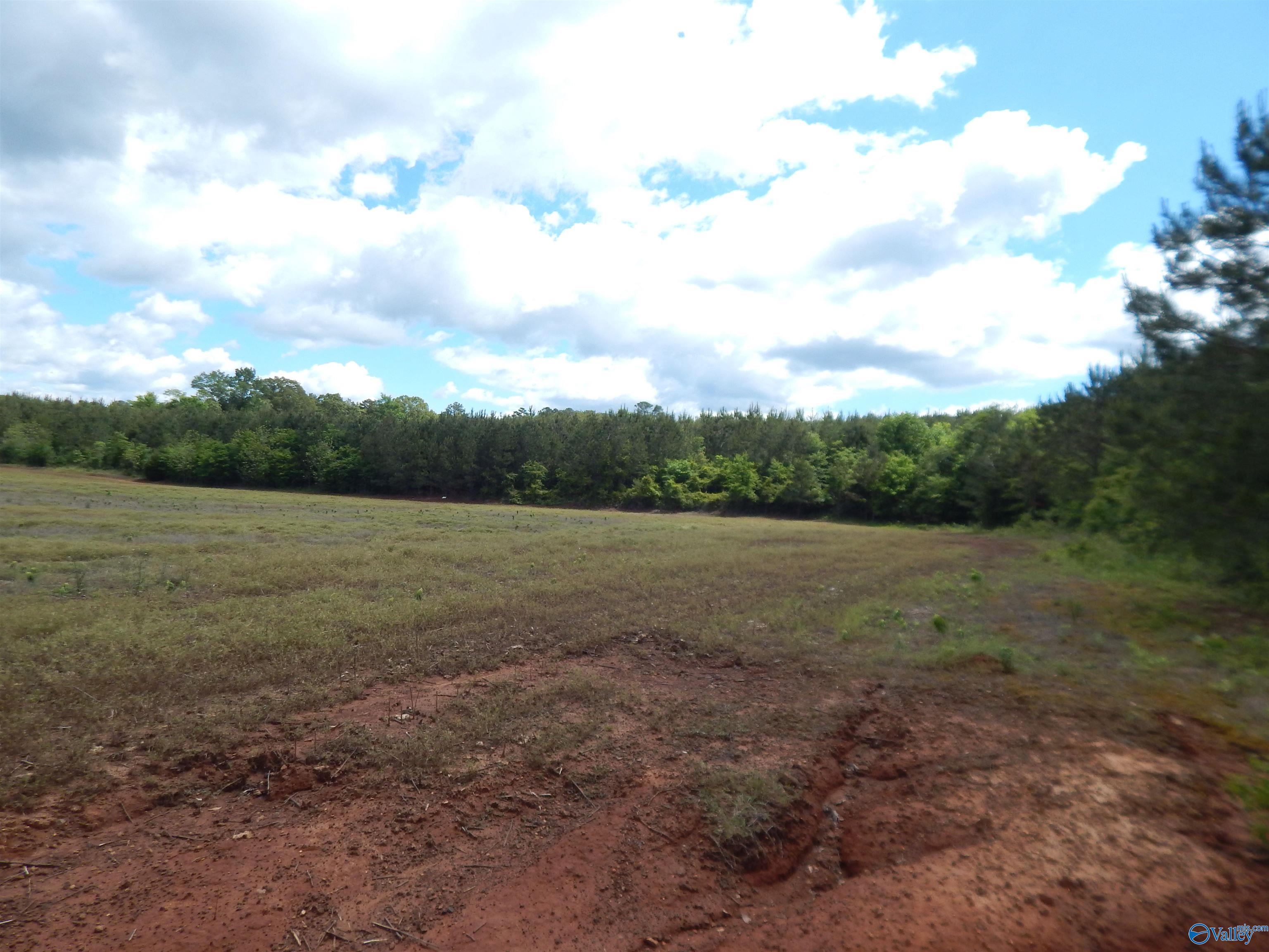 40 Acres County Road 29, Piedmont, Alabama image 6