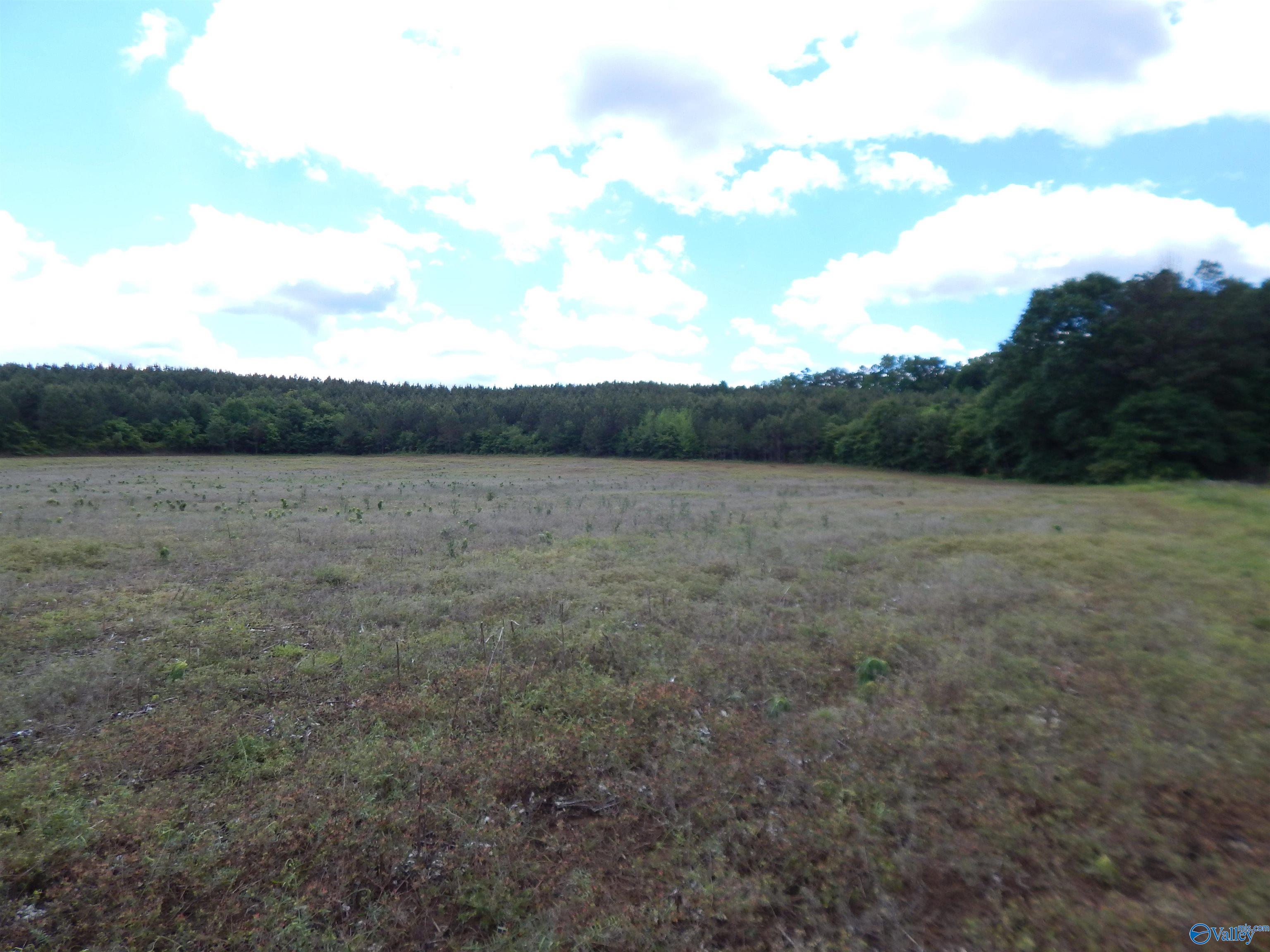 40 Acres County Road 29, Piedmont, Alabama image 8