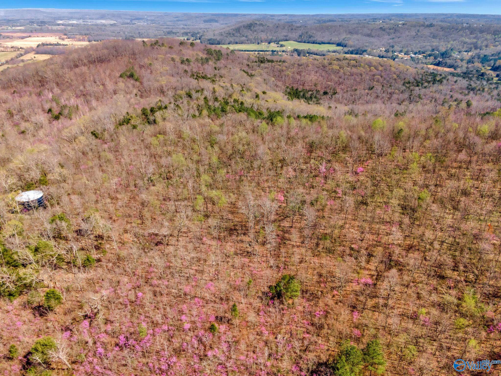 70 Acres S Of County Road 65, Falkville, Alabama image 13