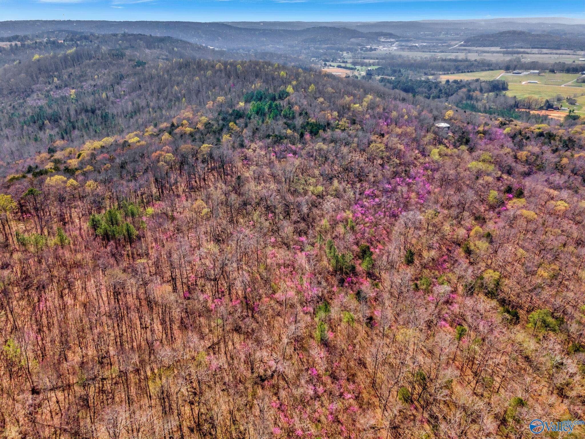 70 Acres S Of County Road 65, Falkville, Alabama image 19