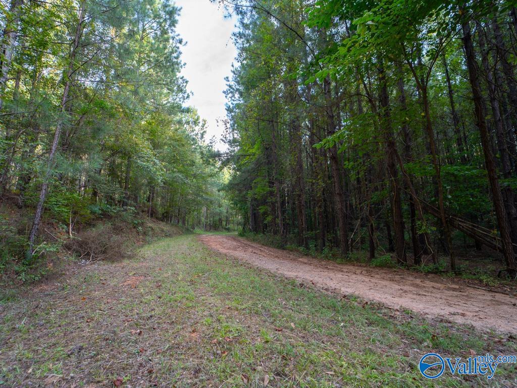 67 Acres Off County Road 22, Rockford, Alabama image 8