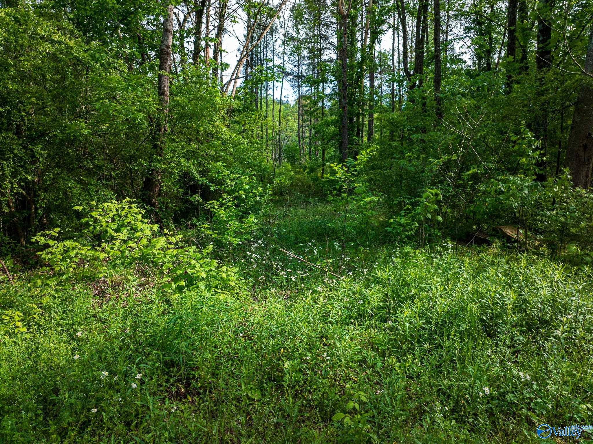 9.10+ ACRES Pleasant Grove Road, Horton, Alabama image 15