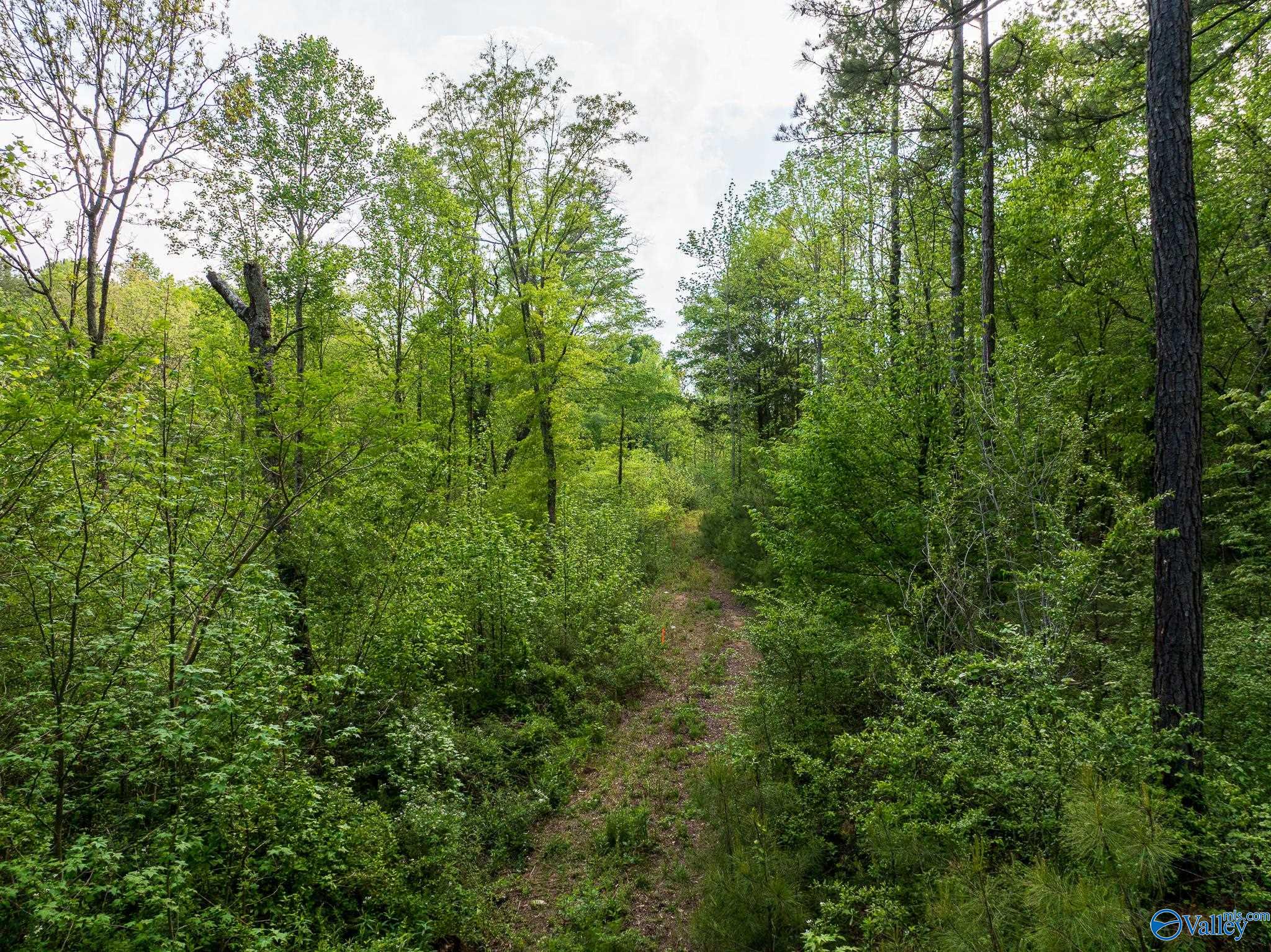 9.10+ ACRES Pleasant Grove Road, Horton, Alabama image 1