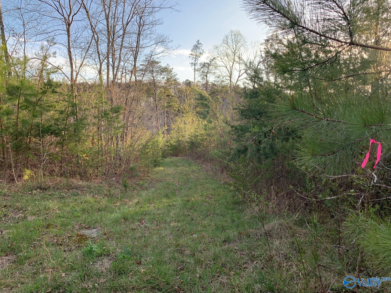 Lot D County Road 520, Mentone, Alabama image 9