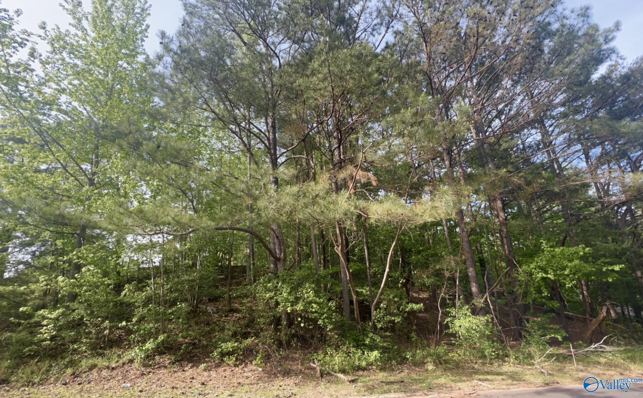 Lot 36 Hickory Avenue, Haleyville, Alabama image 3