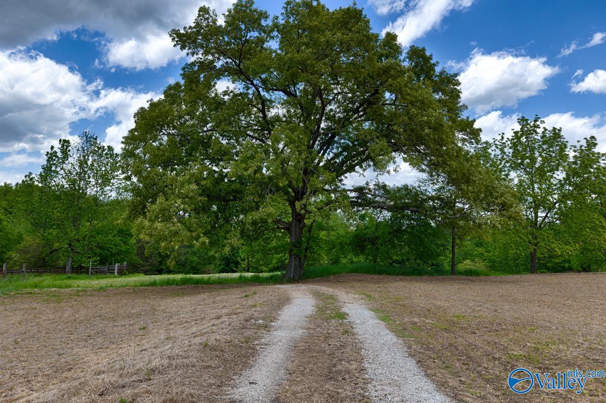 23 +/- Acres Mint Road, New Market, Alabama image 11