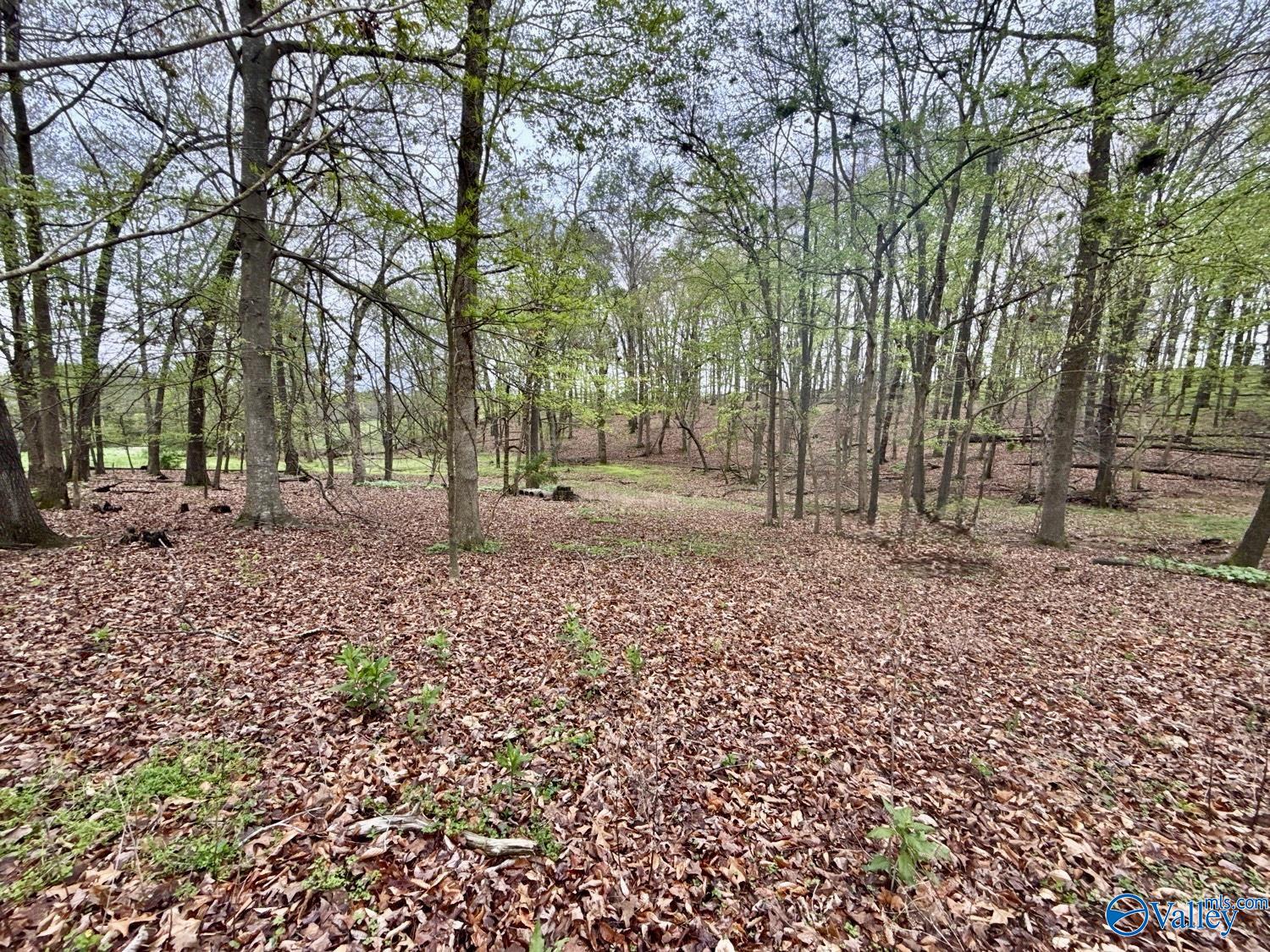 239 Mint Springs Road, New Market, Alabama image 16